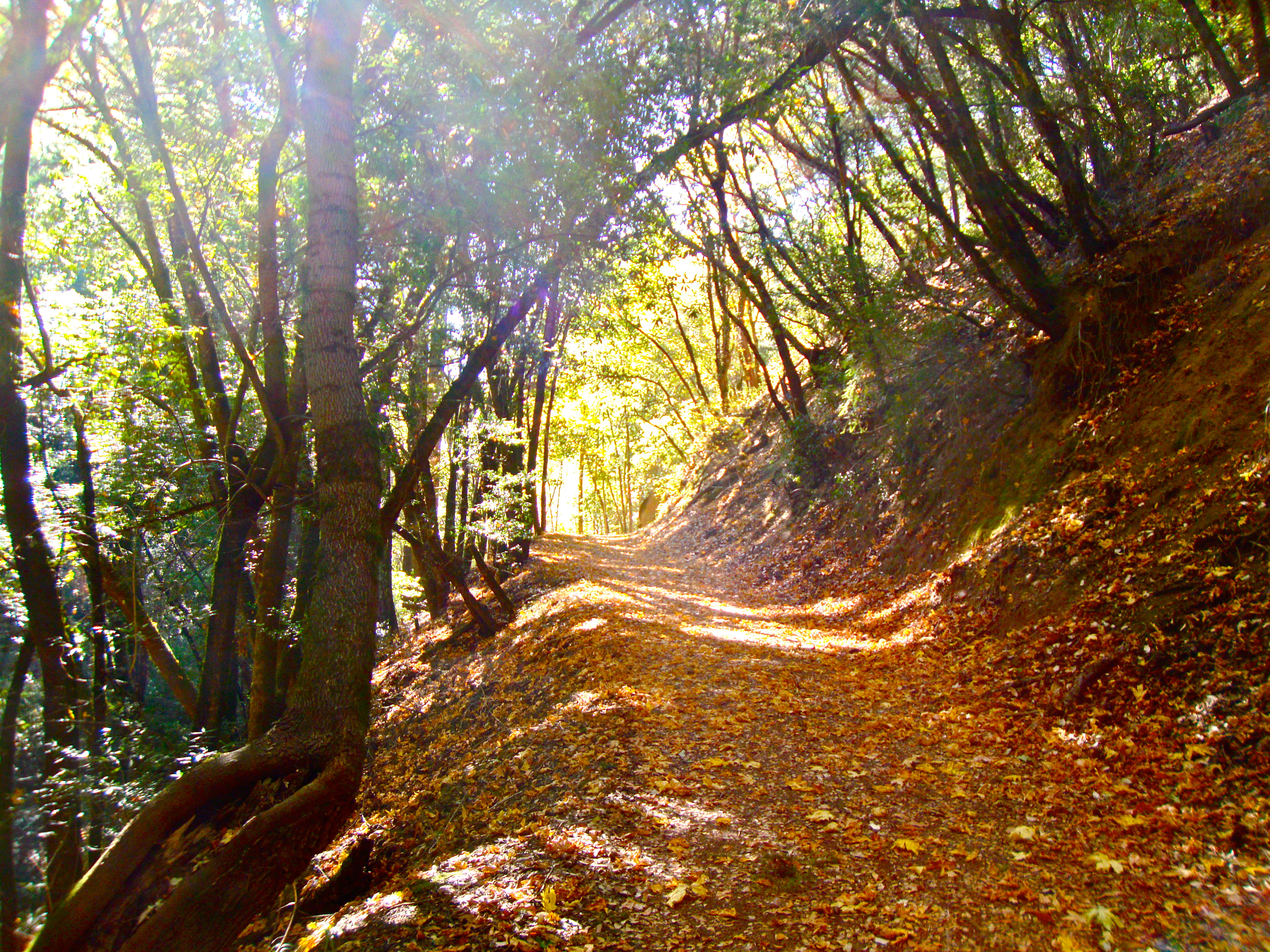 Waterman Gap Trail Camp