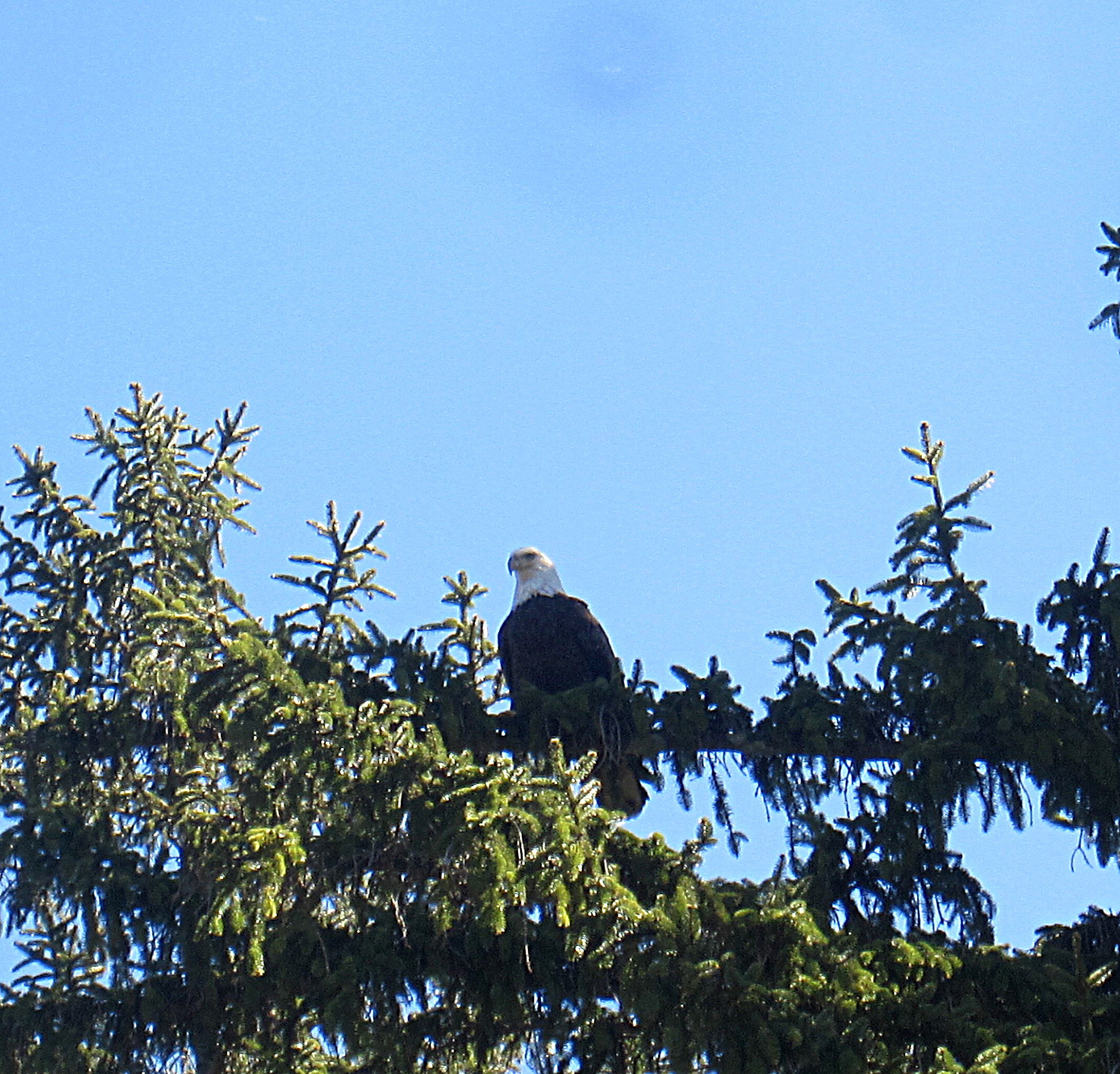 If you're lucky, maybe this guy will pay you a visit!