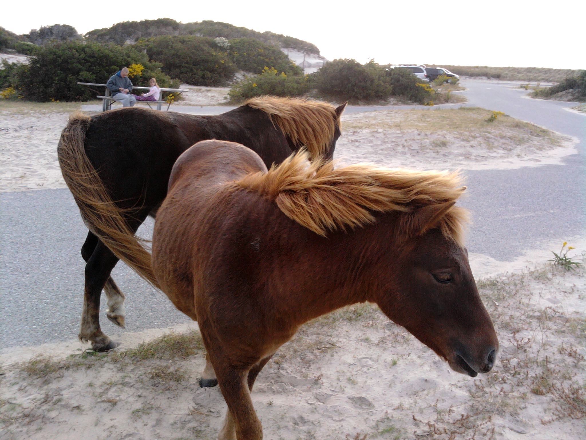 Assateague Campground