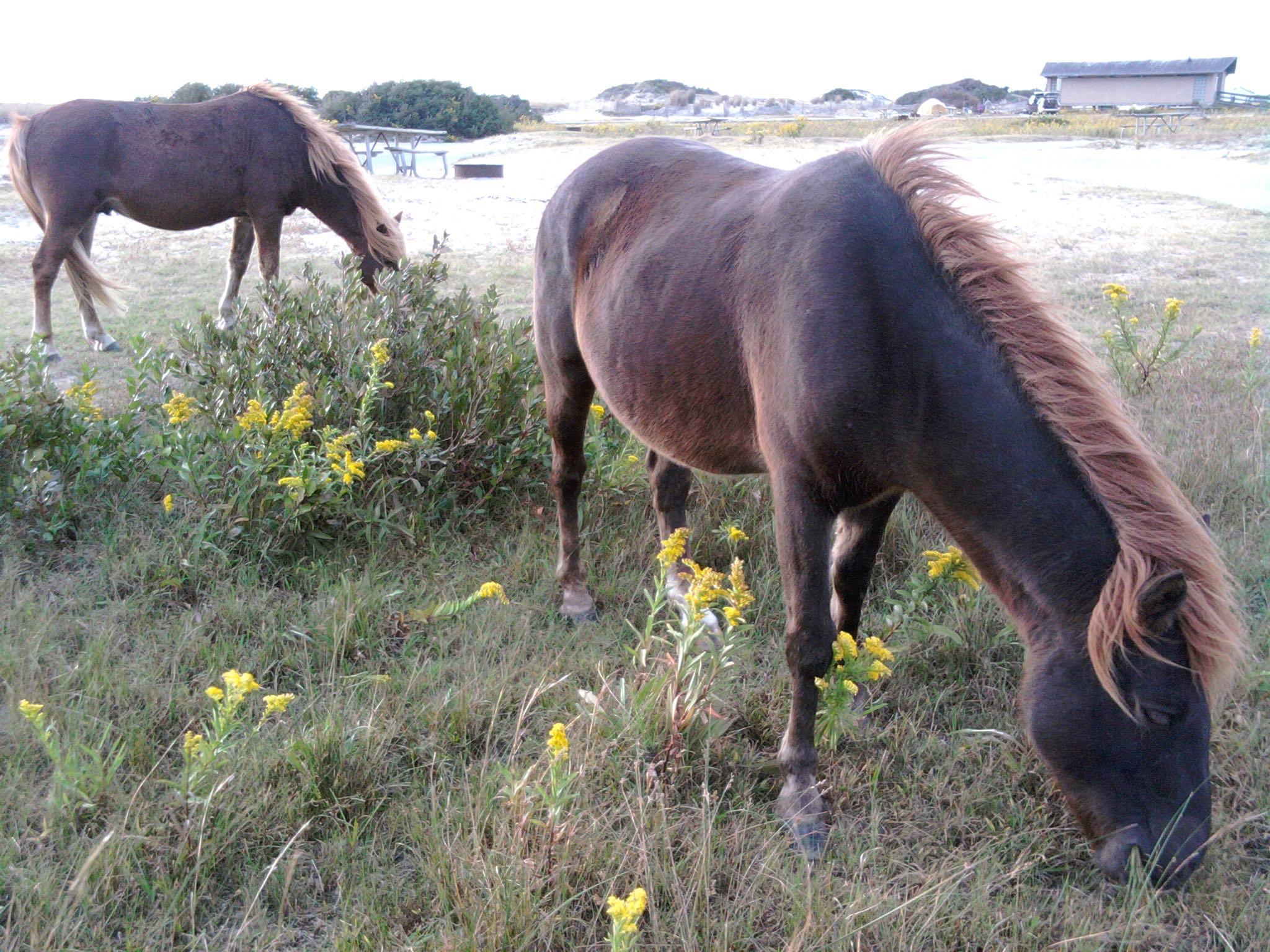 Wild, wild horses. So magical. 