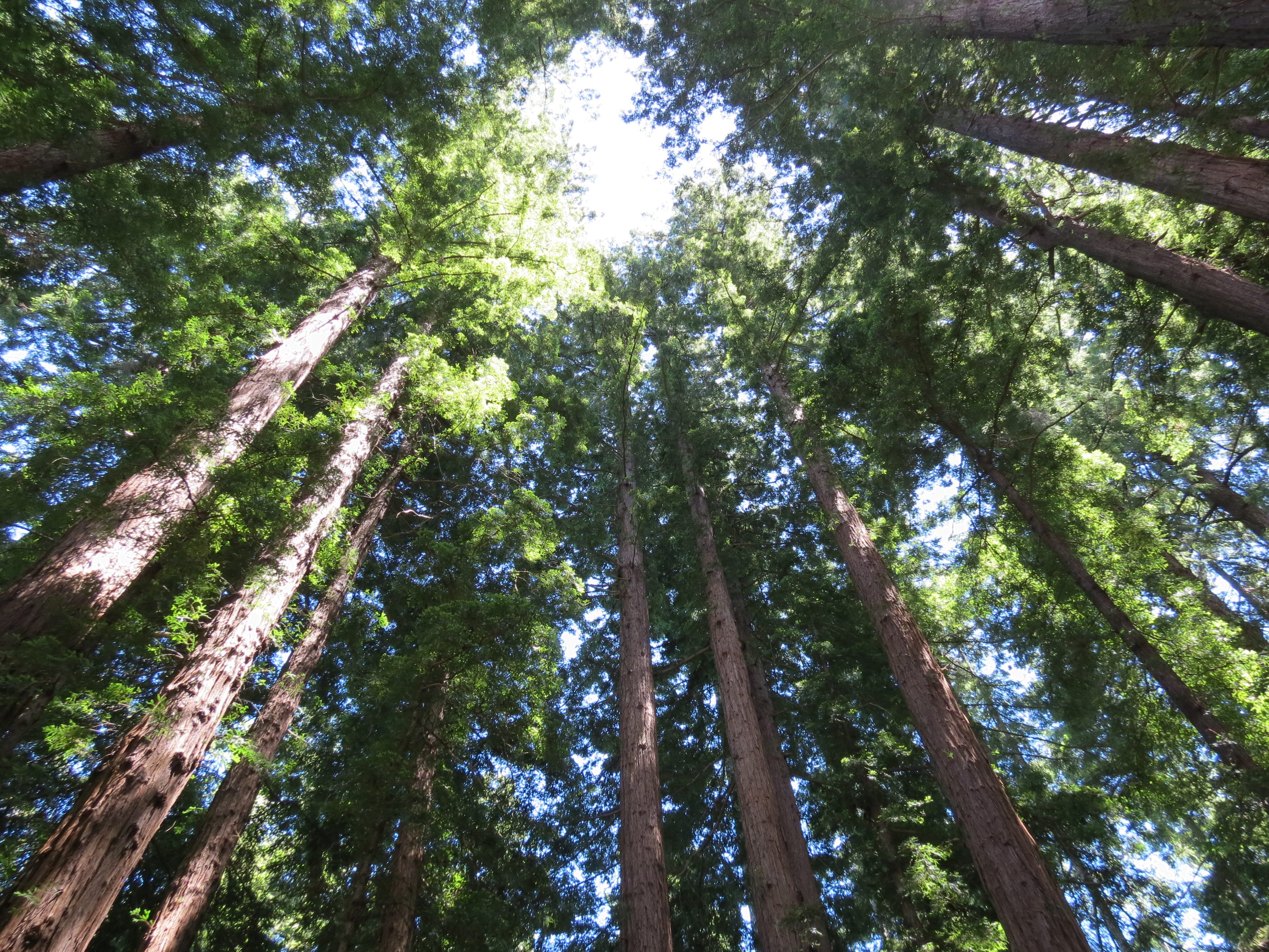 Henry Cowell Redwoods State Park