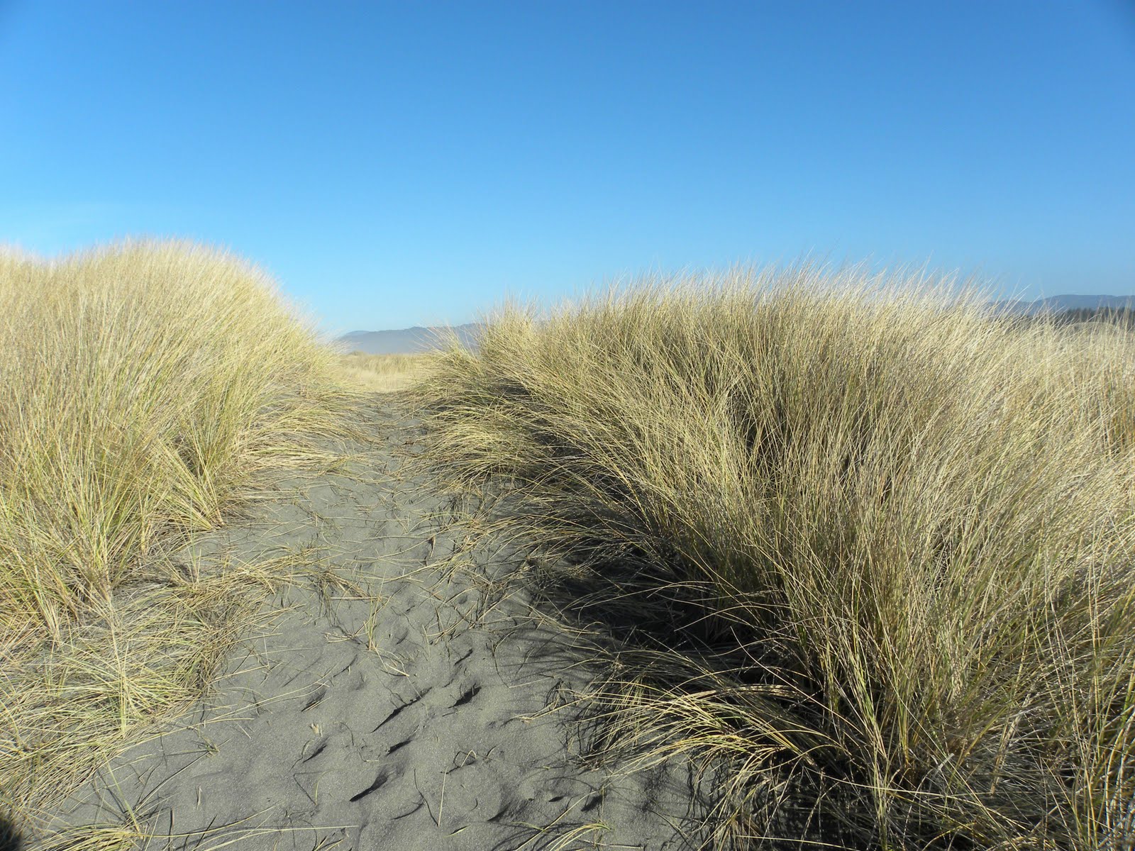 Tolowa Dunes State Park