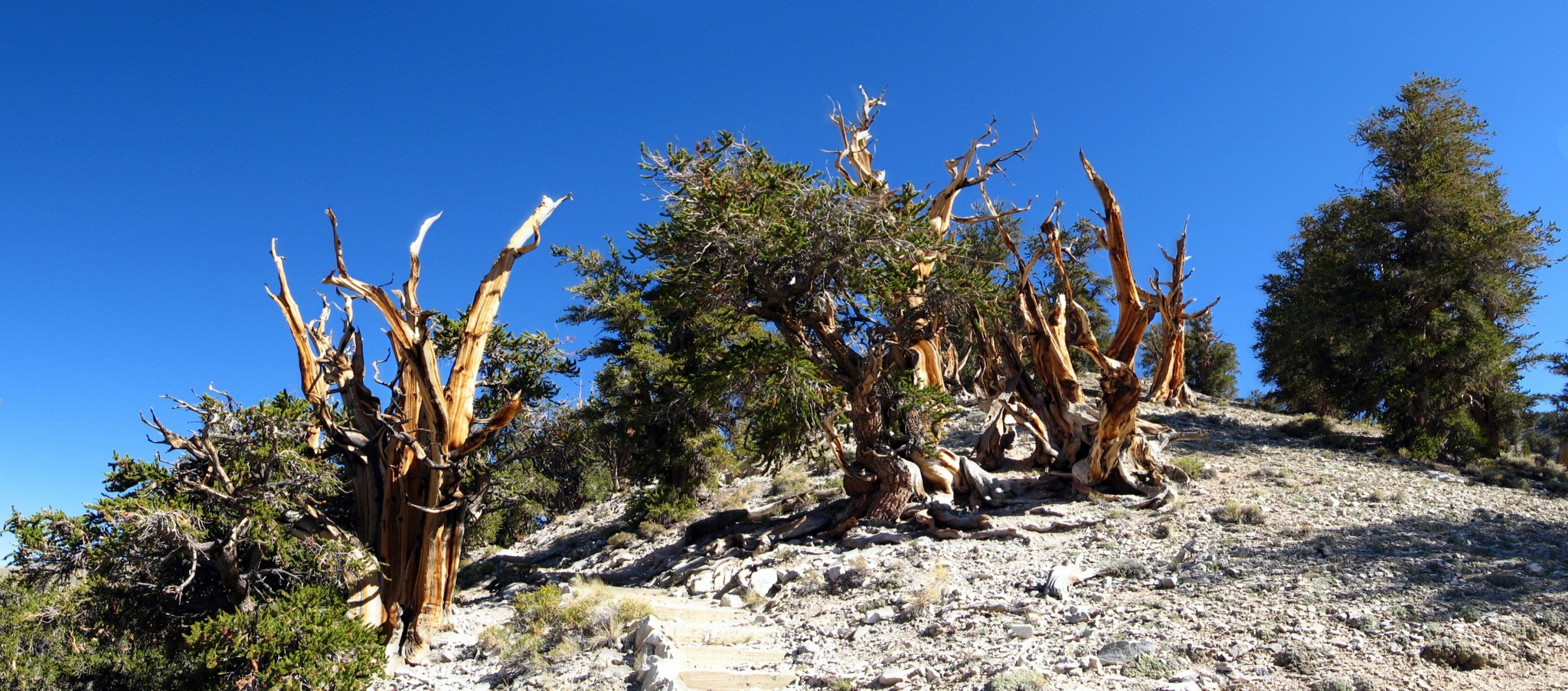 New Shady Rest Campground