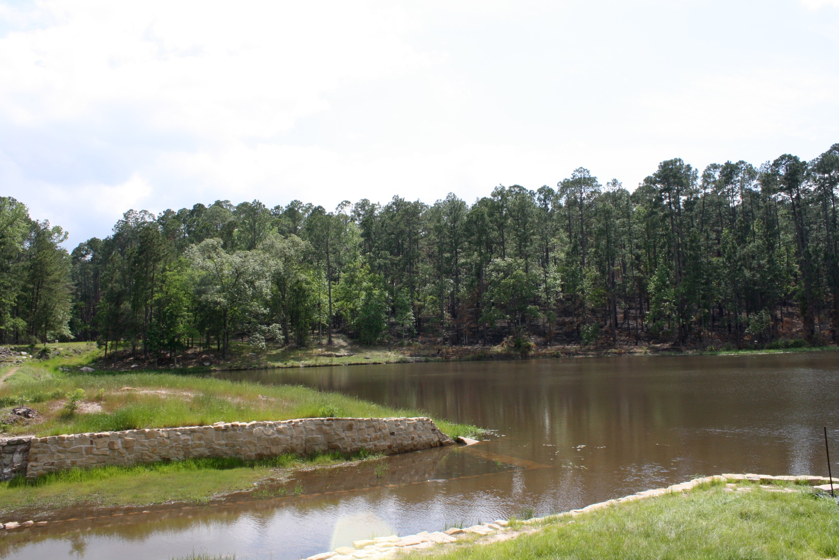 Angelina National Forest