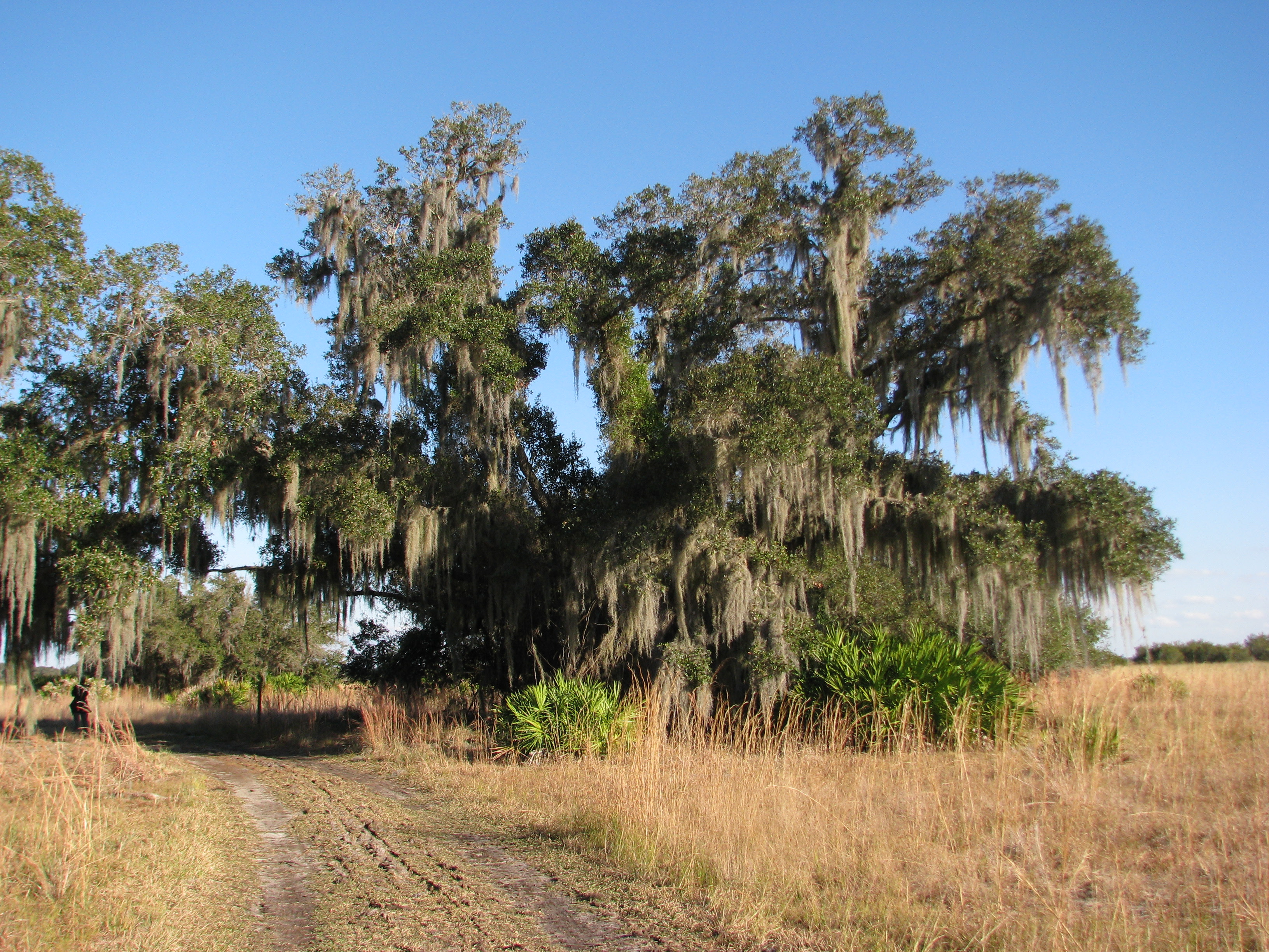 Lake Kissimmee State Park