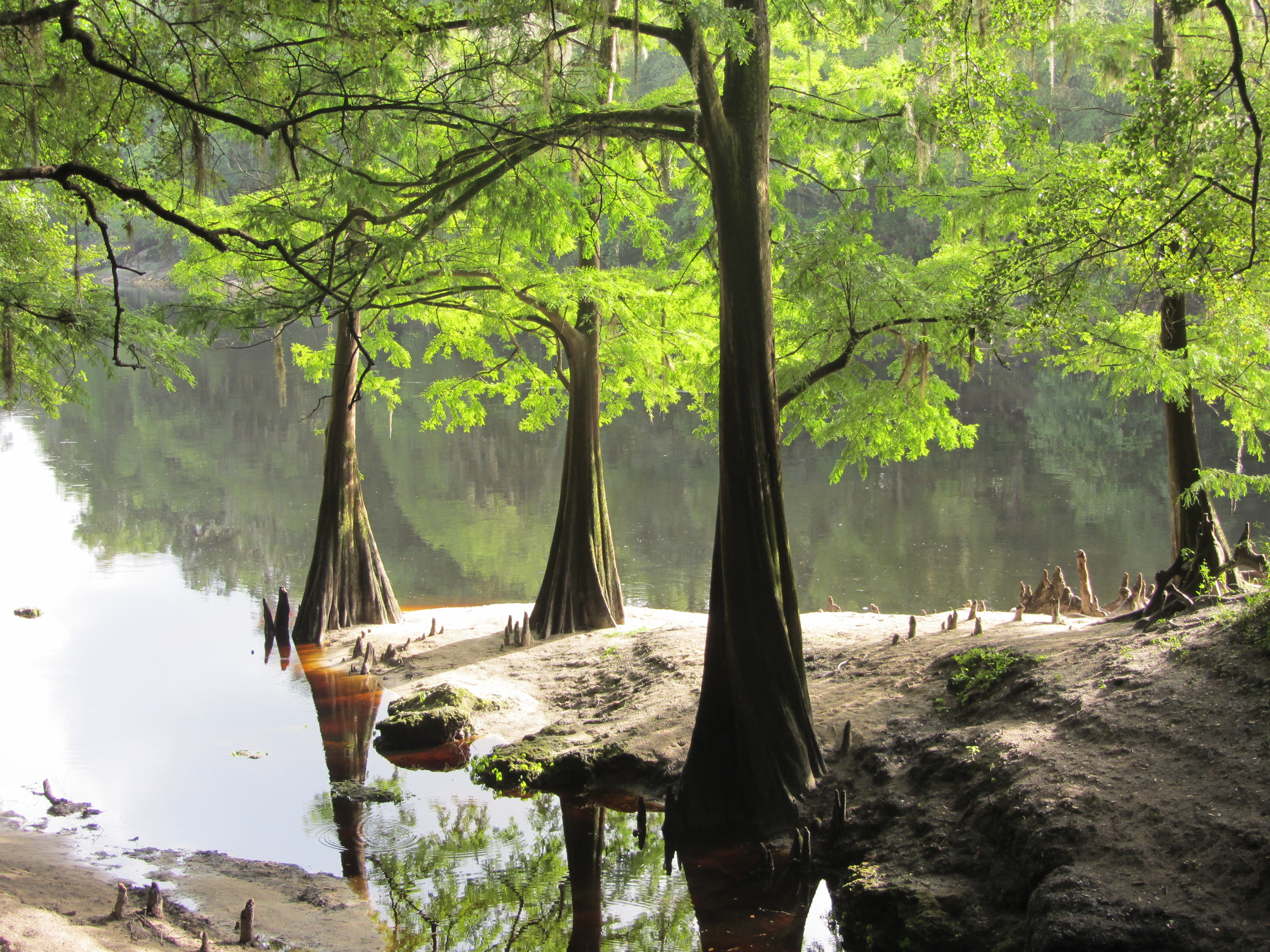 Suwannee River Campground