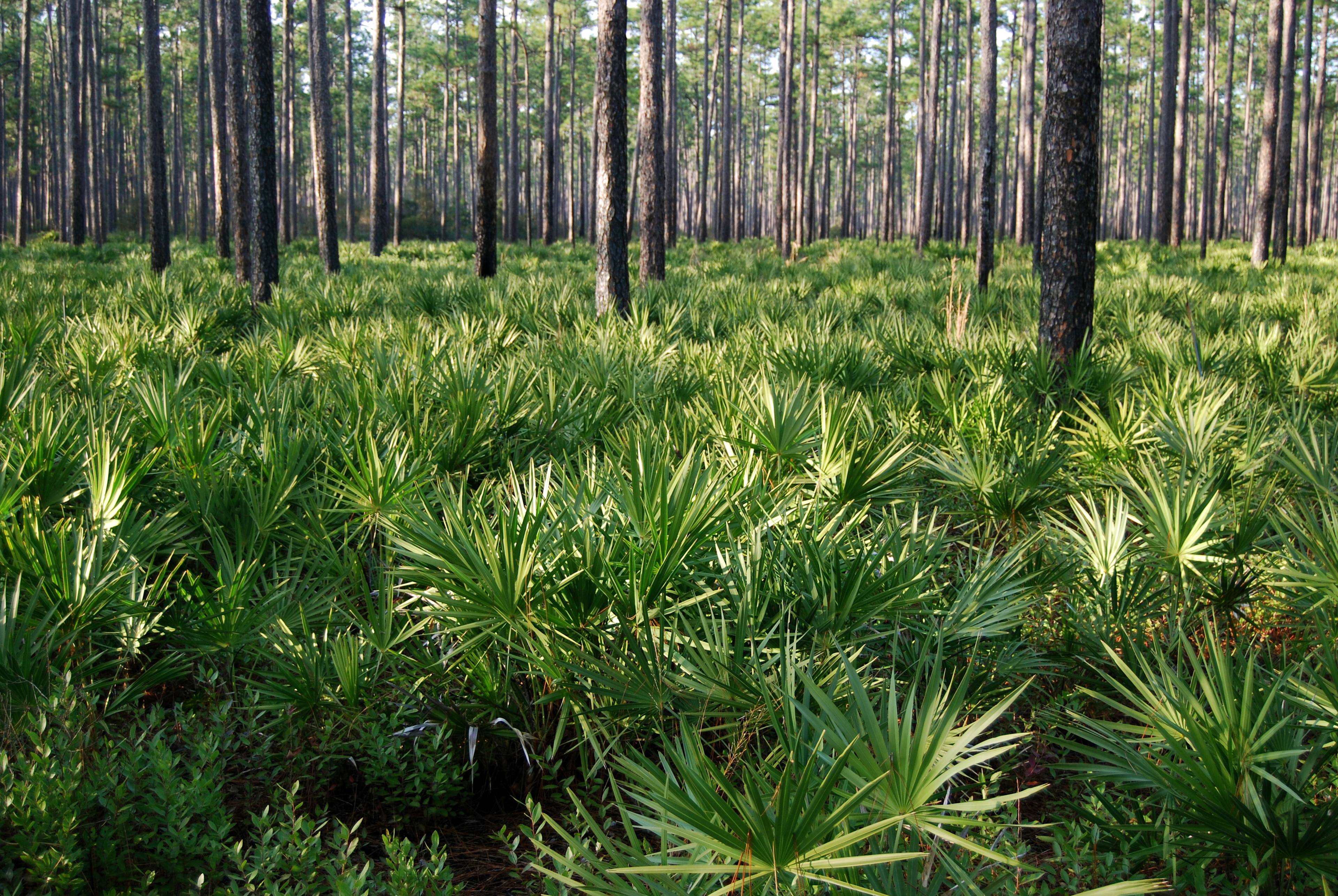 Florida Trail Primitive Campground
