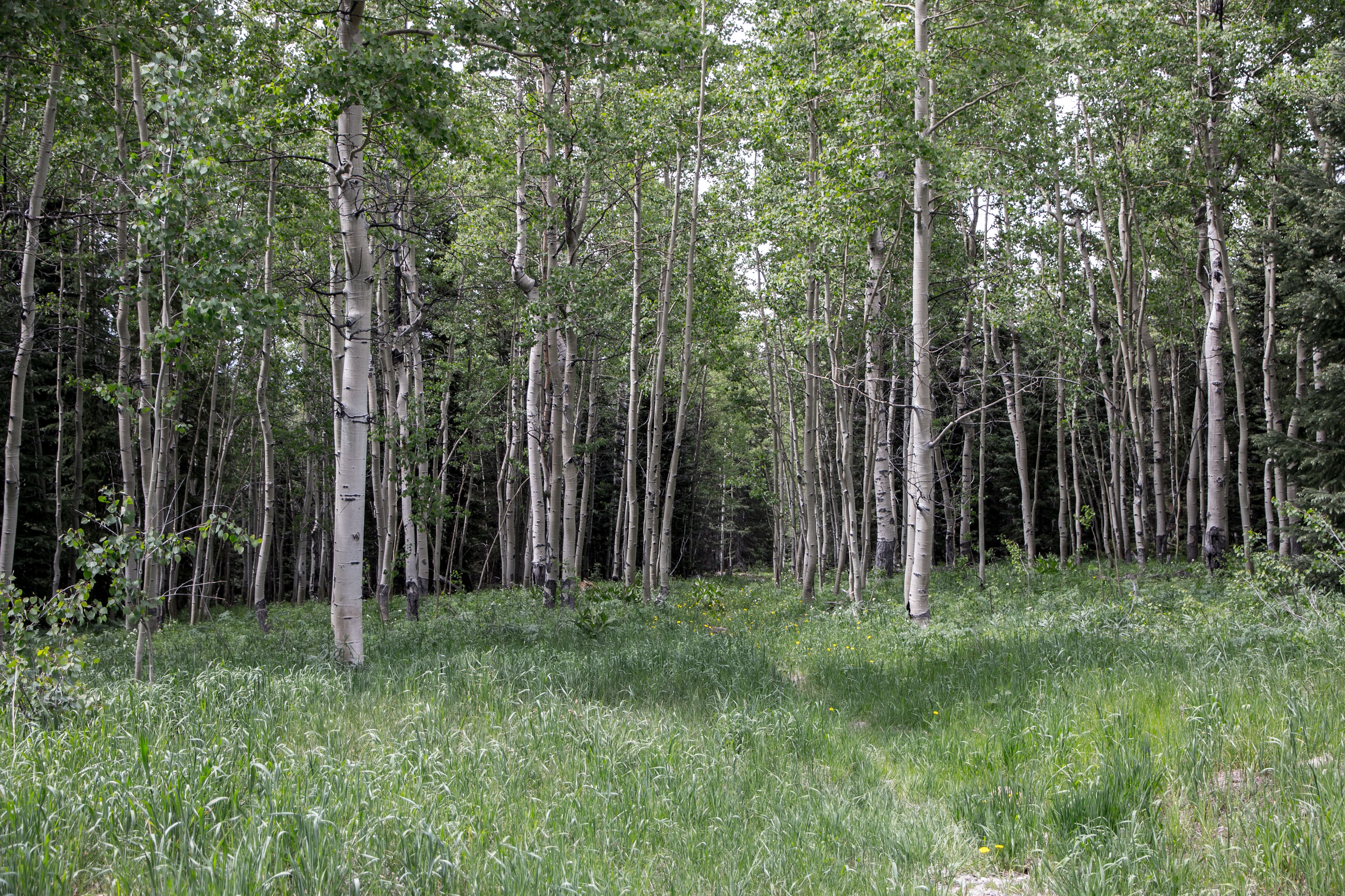 St. Louis Creek Campground