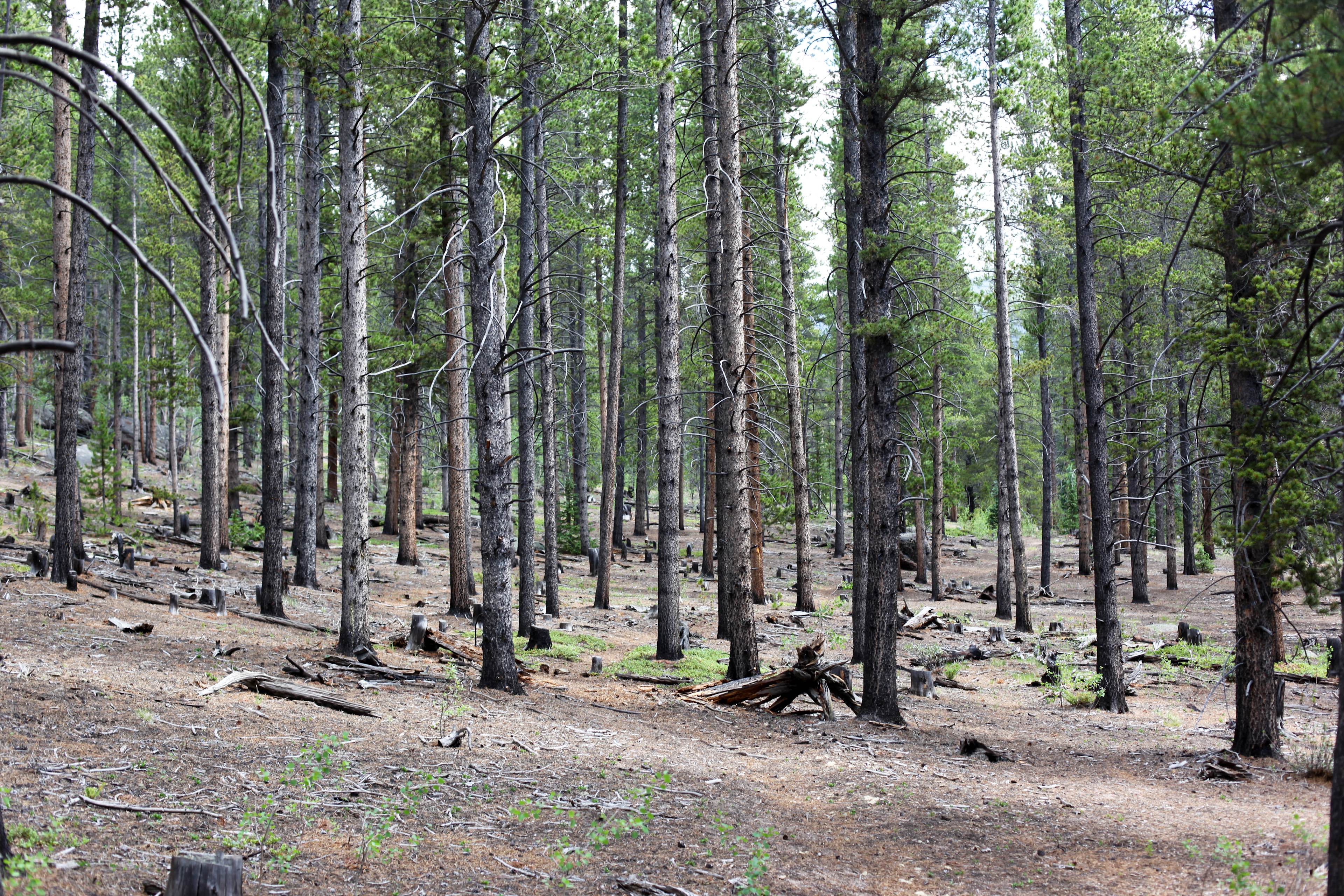 Ouzel Campground