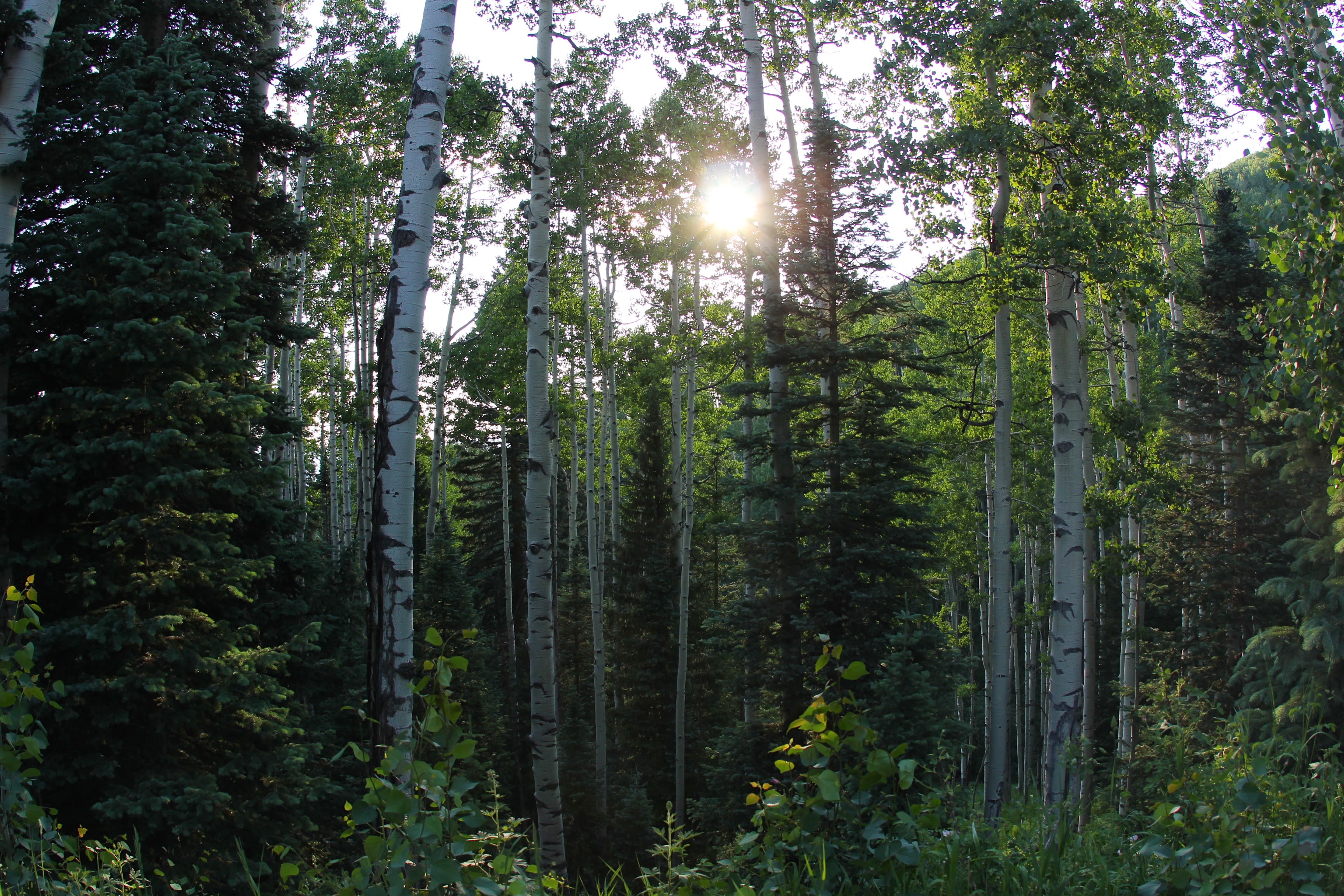 Silver Jack Campground