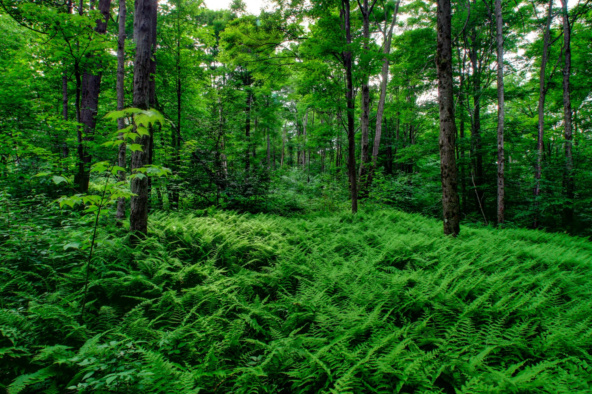 Salt Springs Park Campground