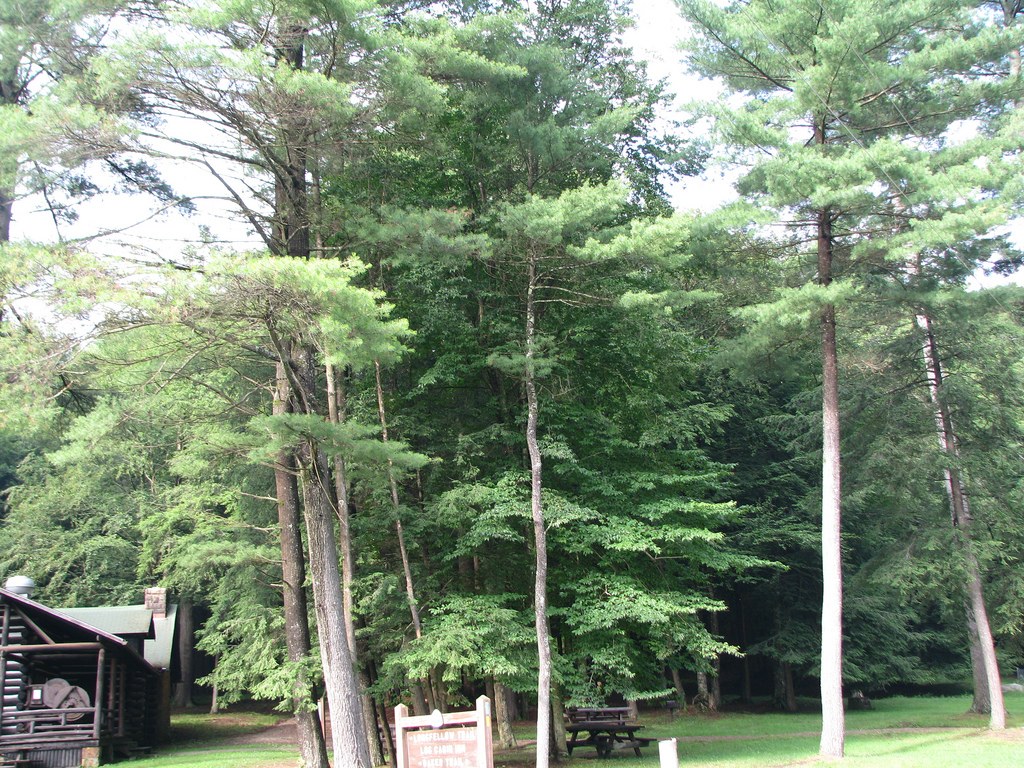 Cook Forest State Park