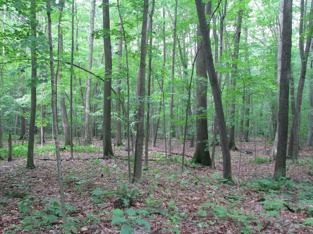 Laurel Hill State Park