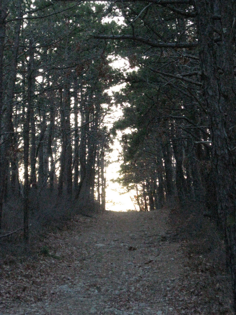Shawme-Crowell State Forest