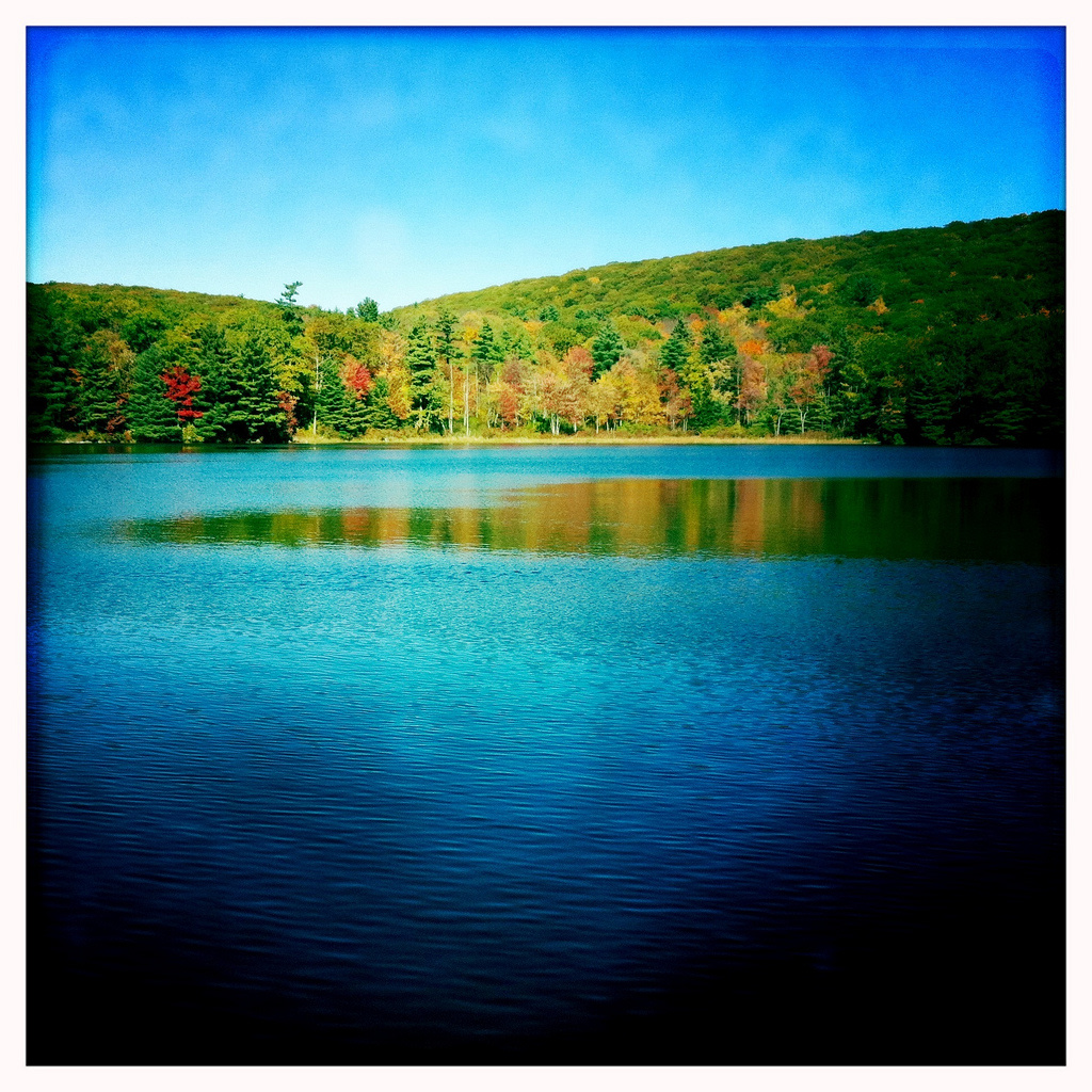 Beartown State Forest