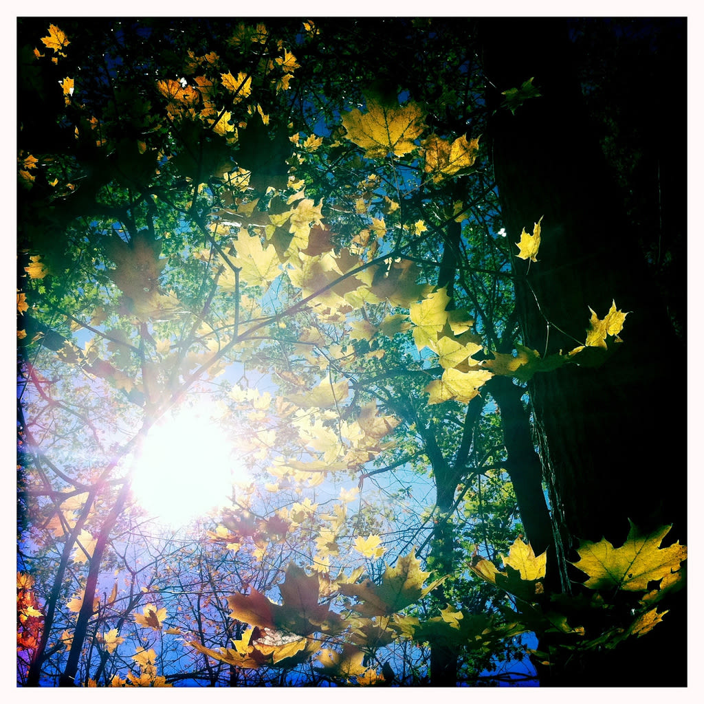 Beartown State Forest