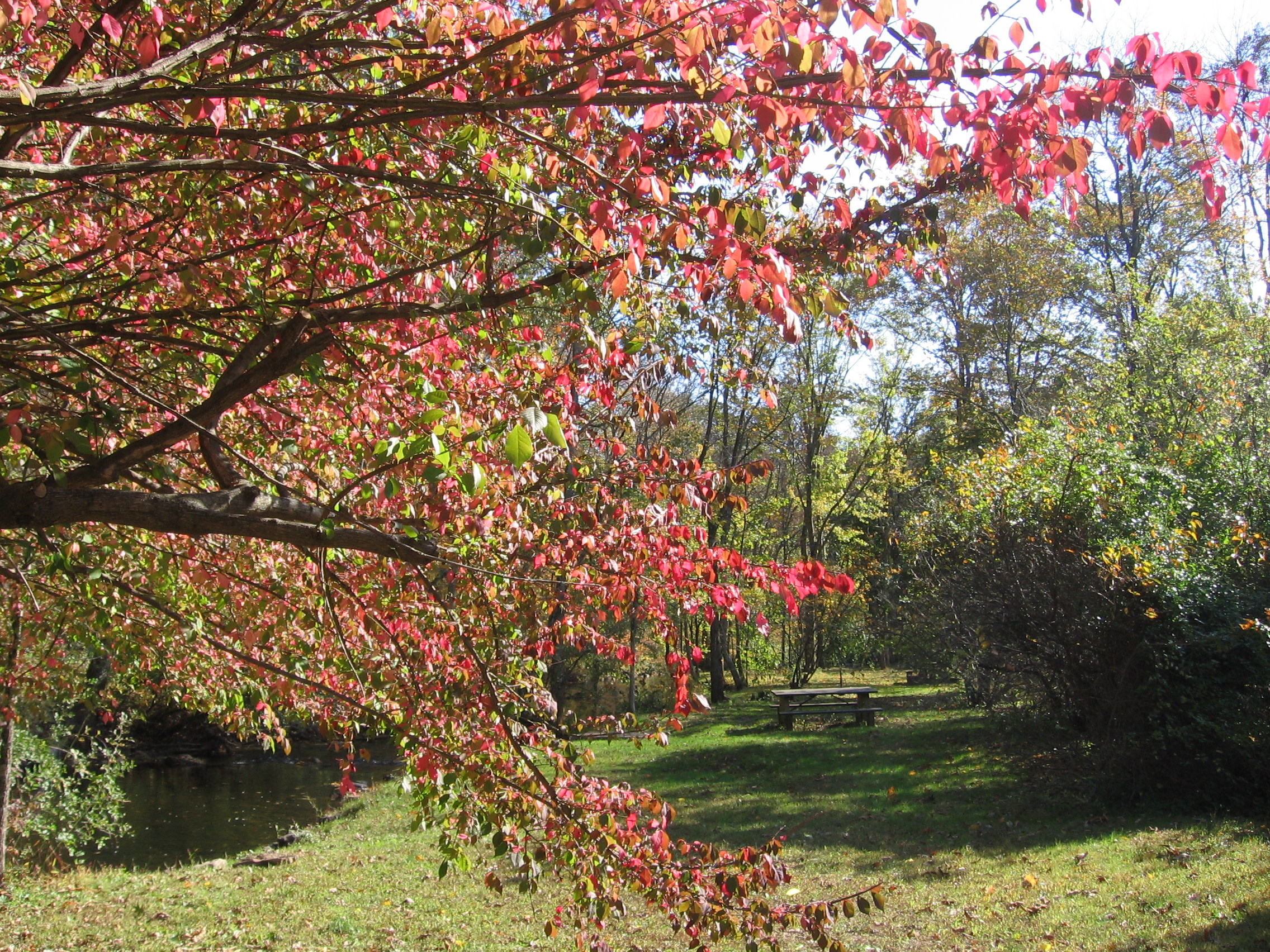 Stephens State Campground