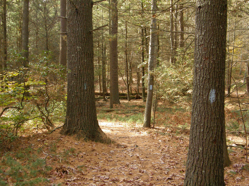 Mt. Misery Campground