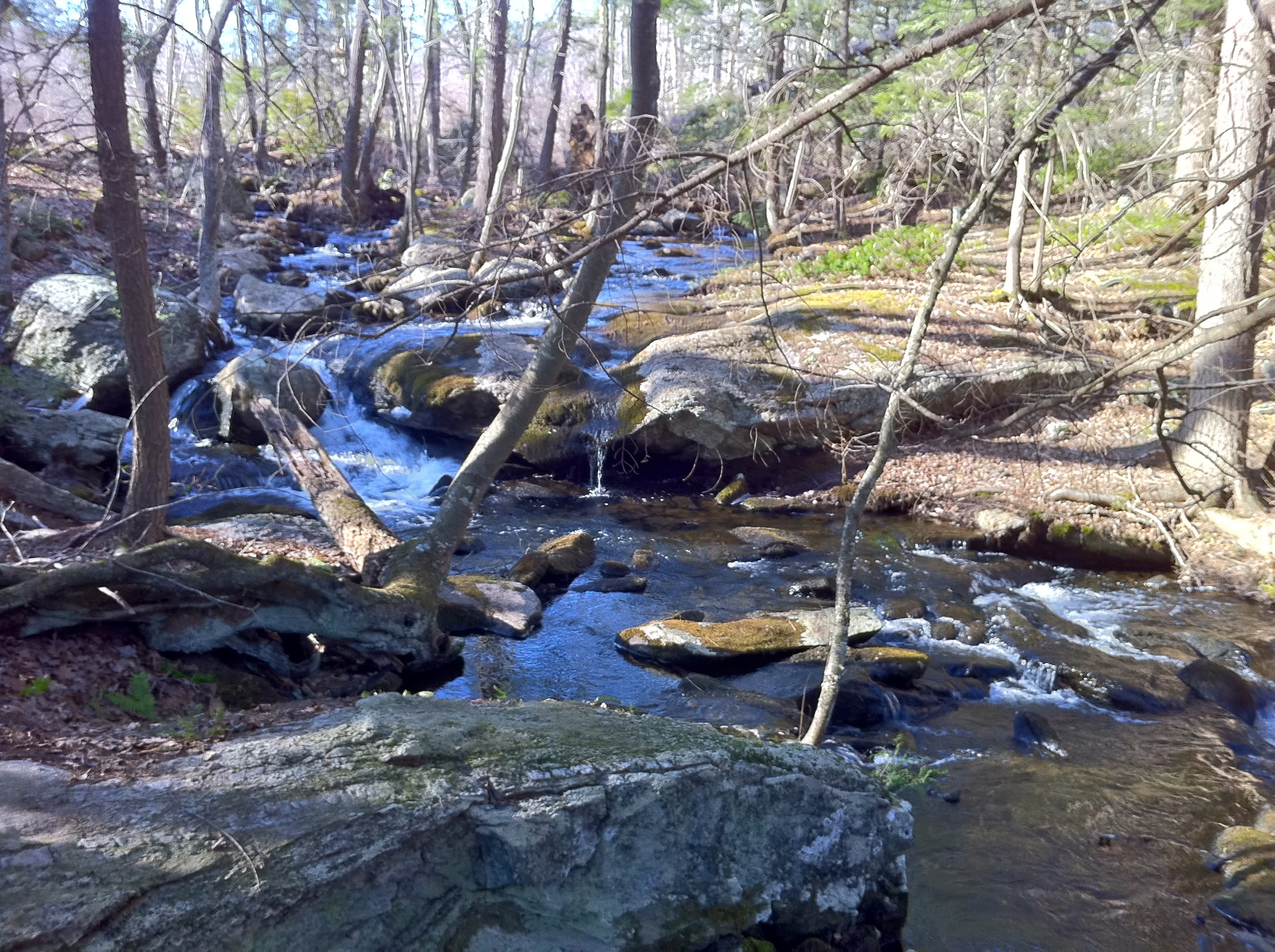 Nipmuck Trail Campsite