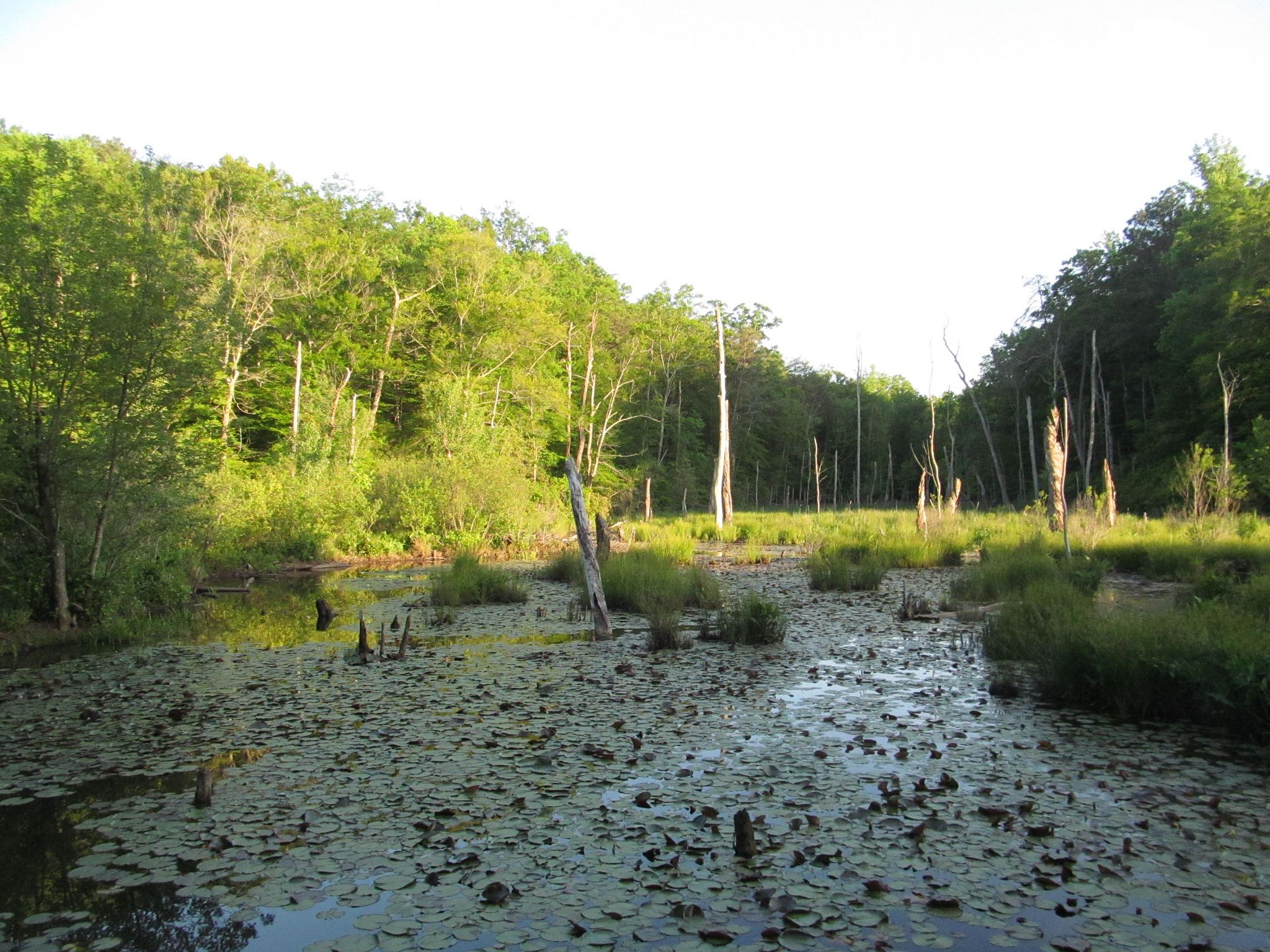Calvert Cliffs State Park