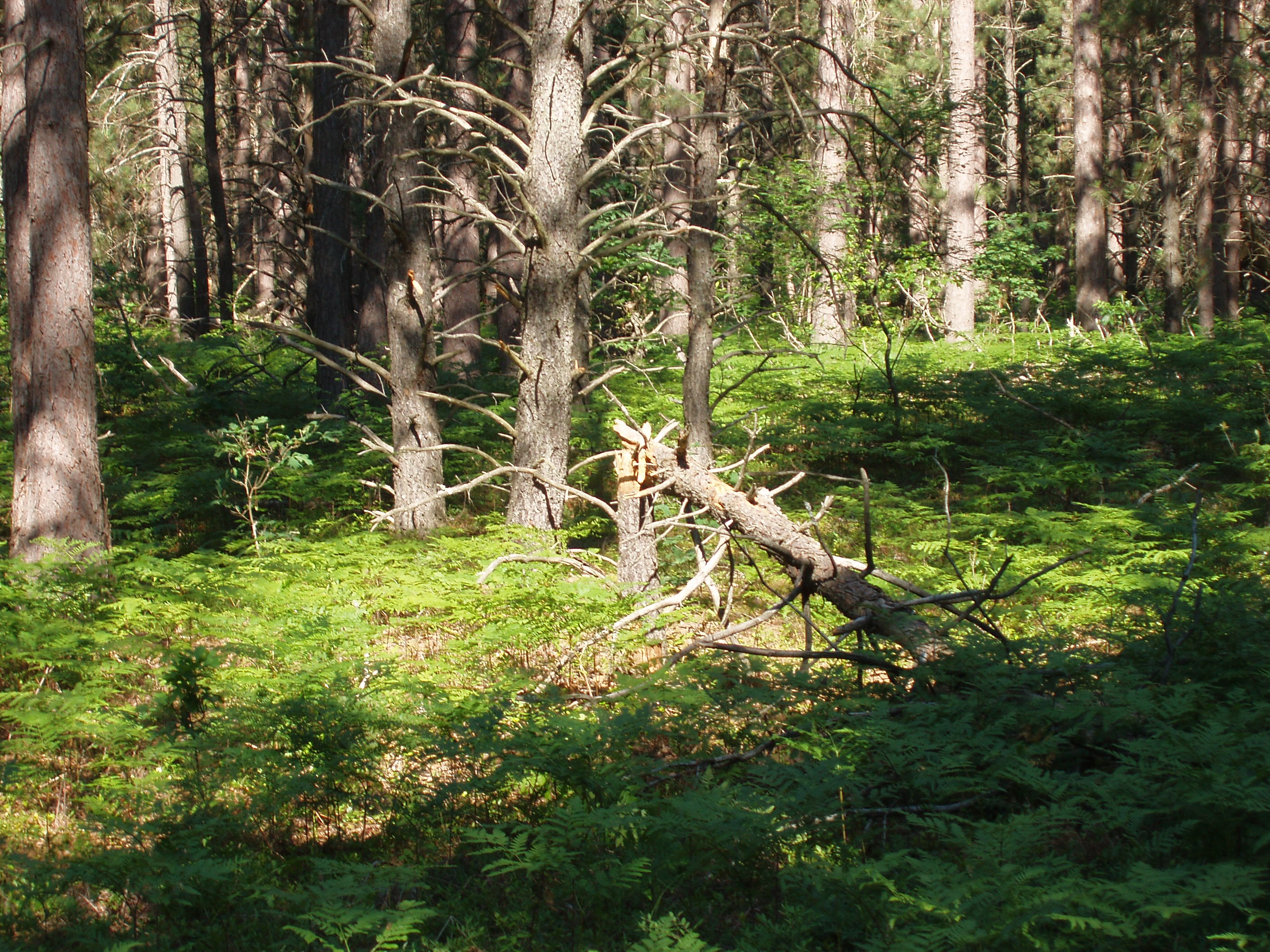 Clear Lake State Park MI