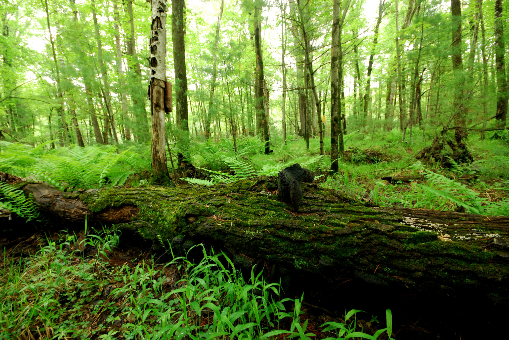 Castle Mound Campground