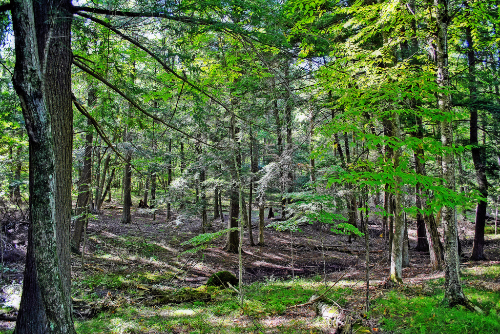 Brunet Island Campground