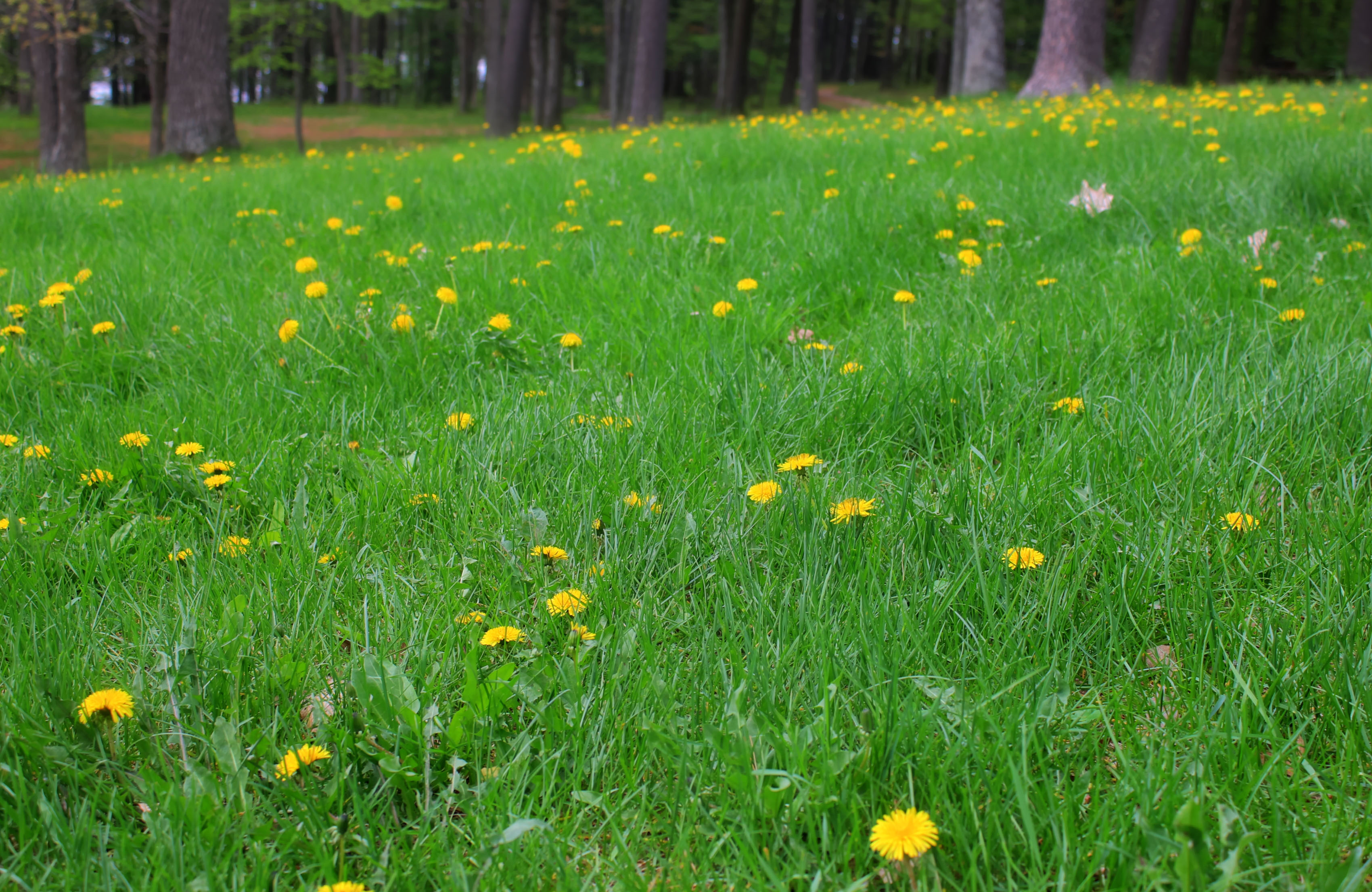 Council Grounds State Park