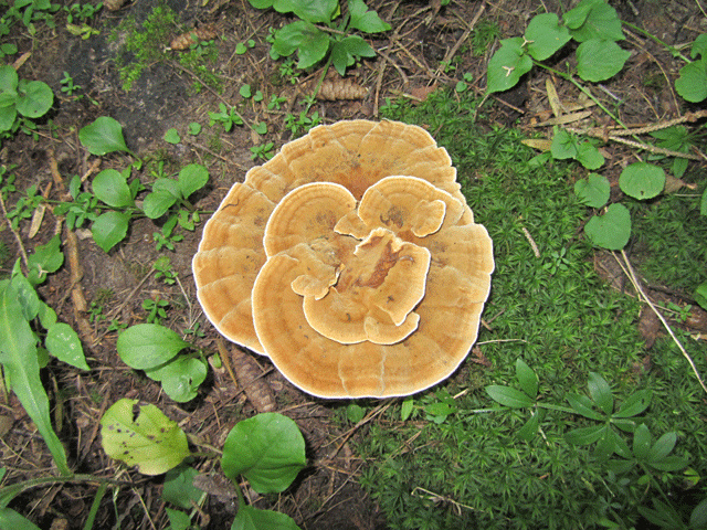 Kettle Moraine State Forest (Pike Lake Unit)