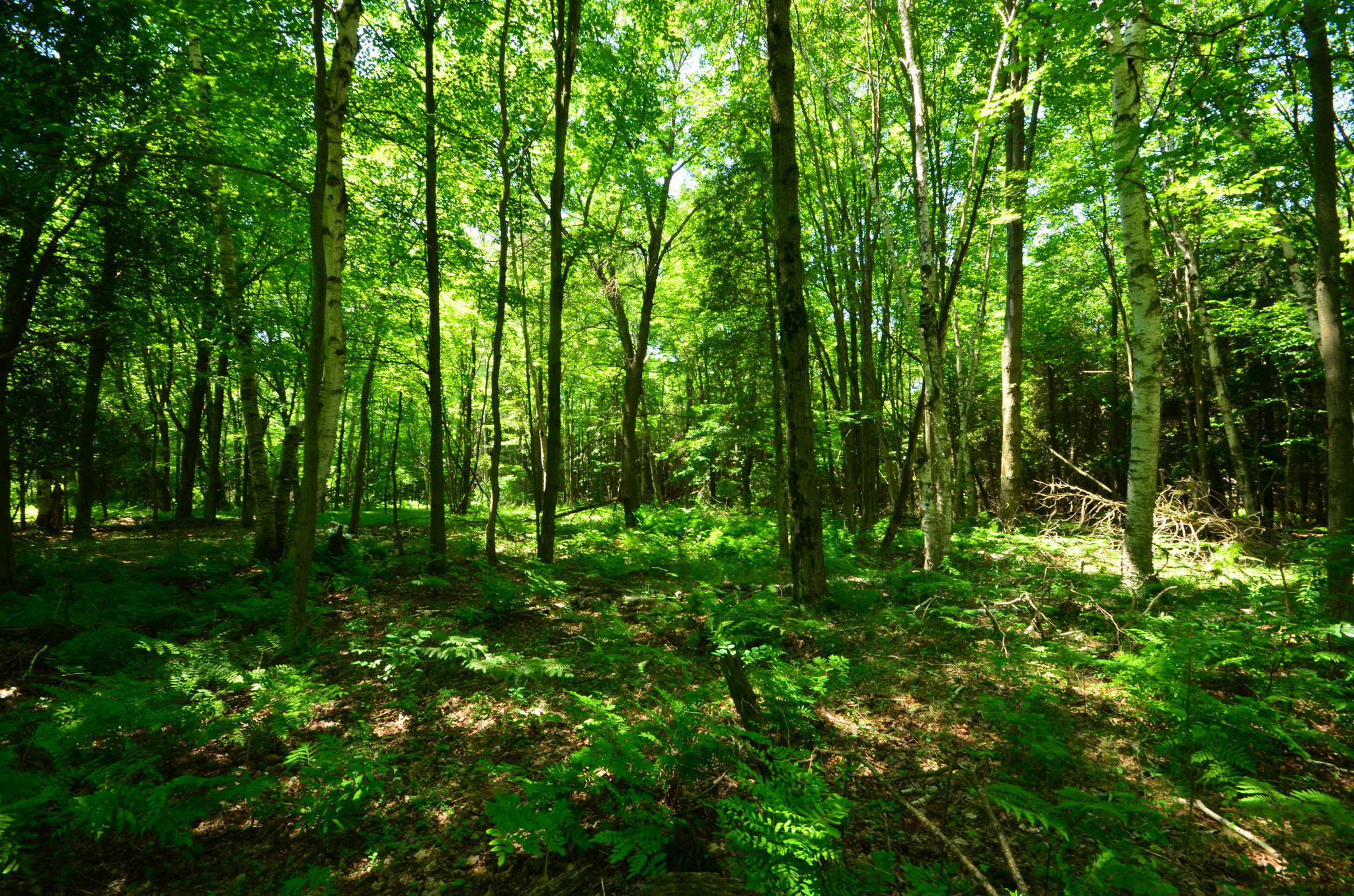 Point Beach State Forest