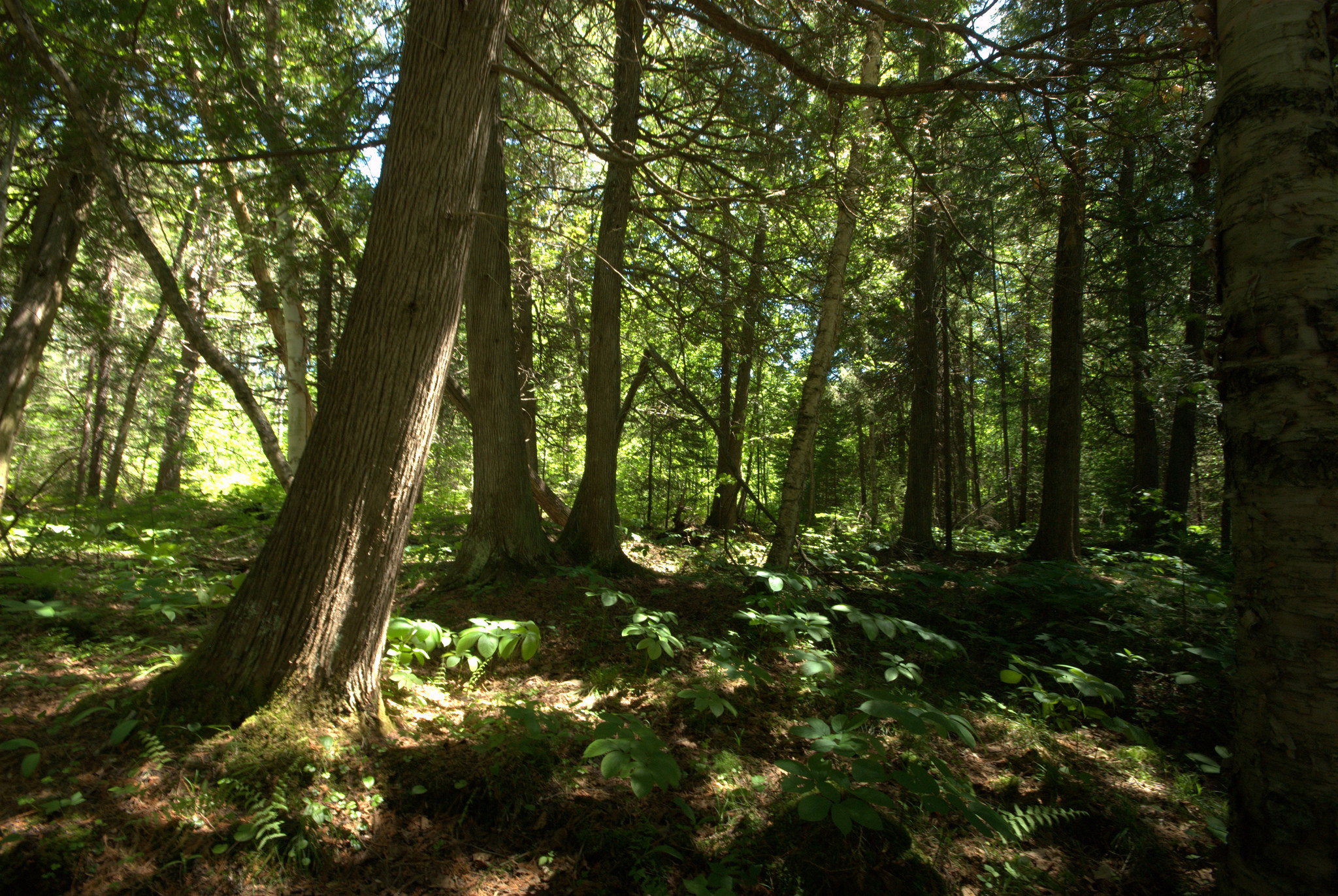 Beaver Lake Campground
