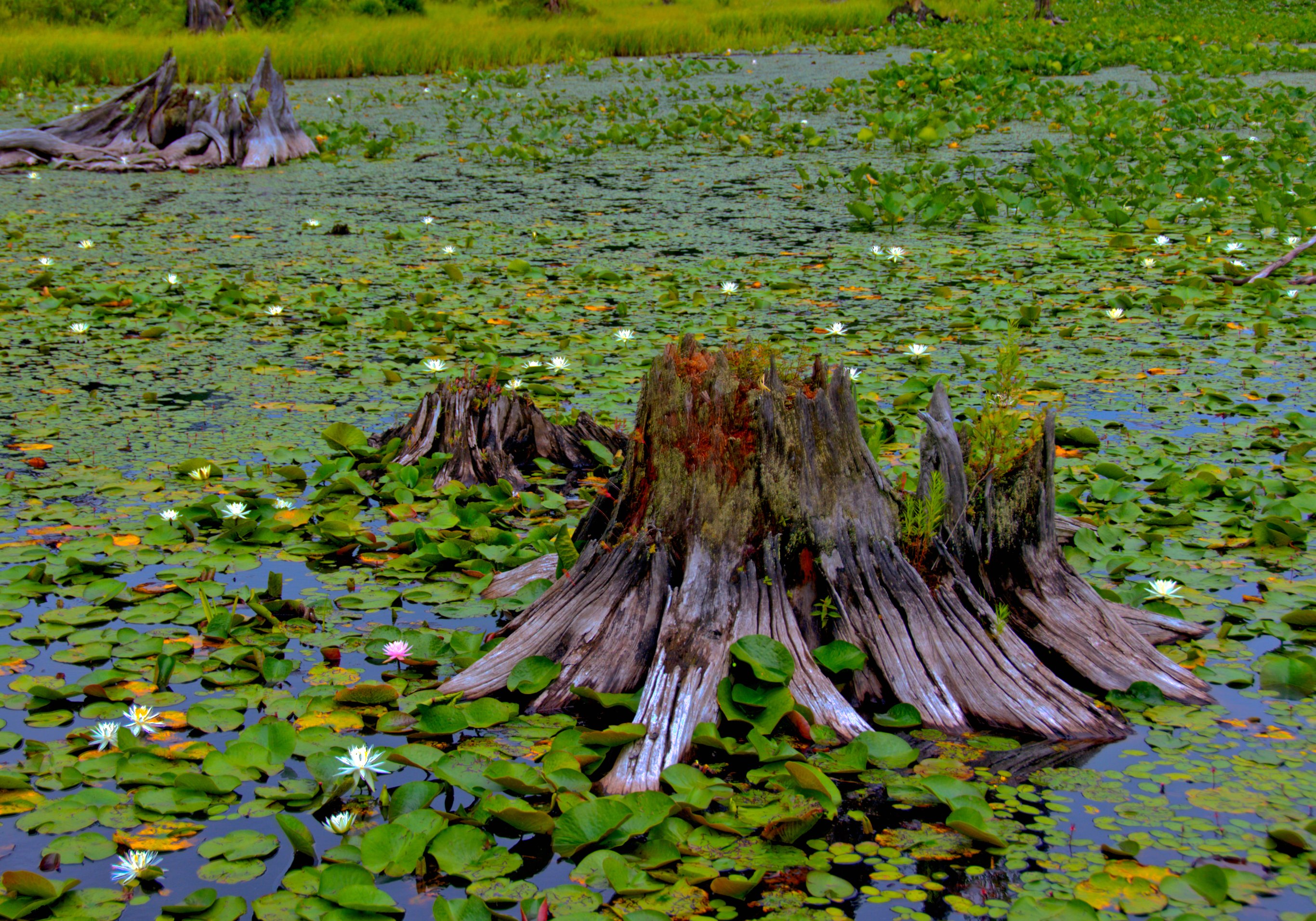 Black Moshannon Campground