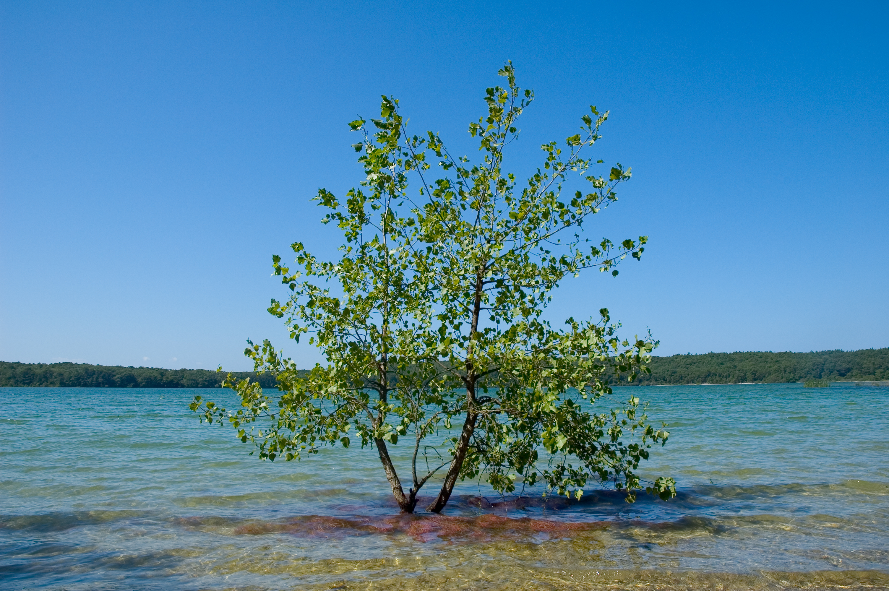 Nickerson State Park