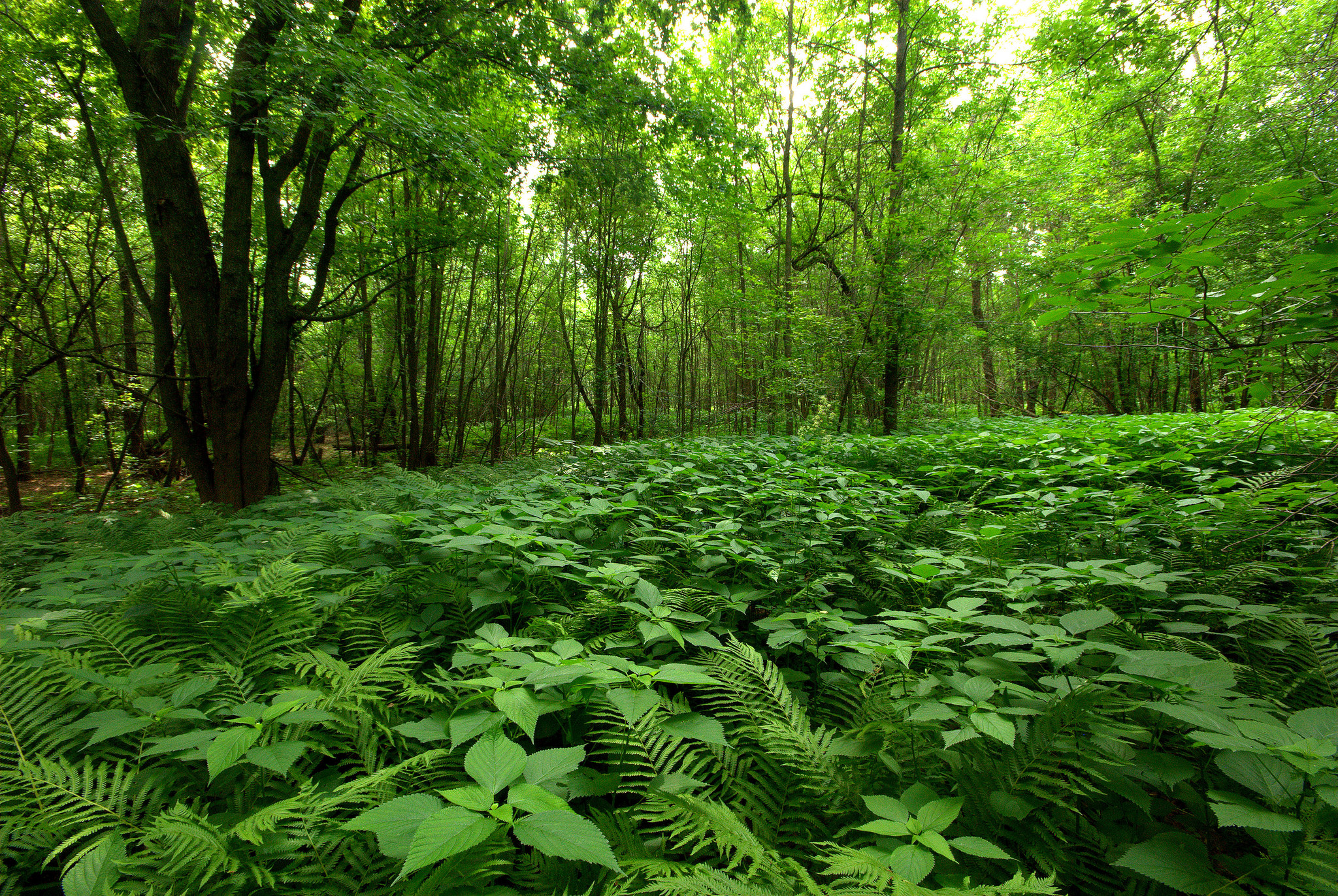 Nemadji State Forest