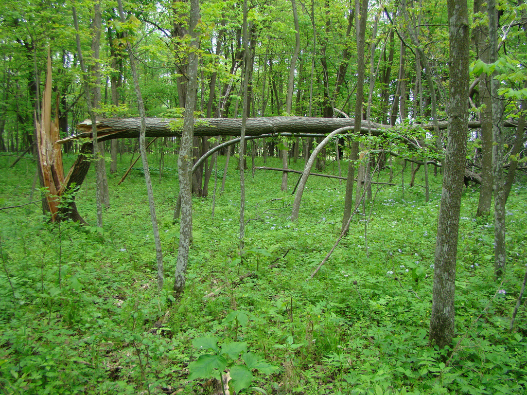 Rice Lake State Park