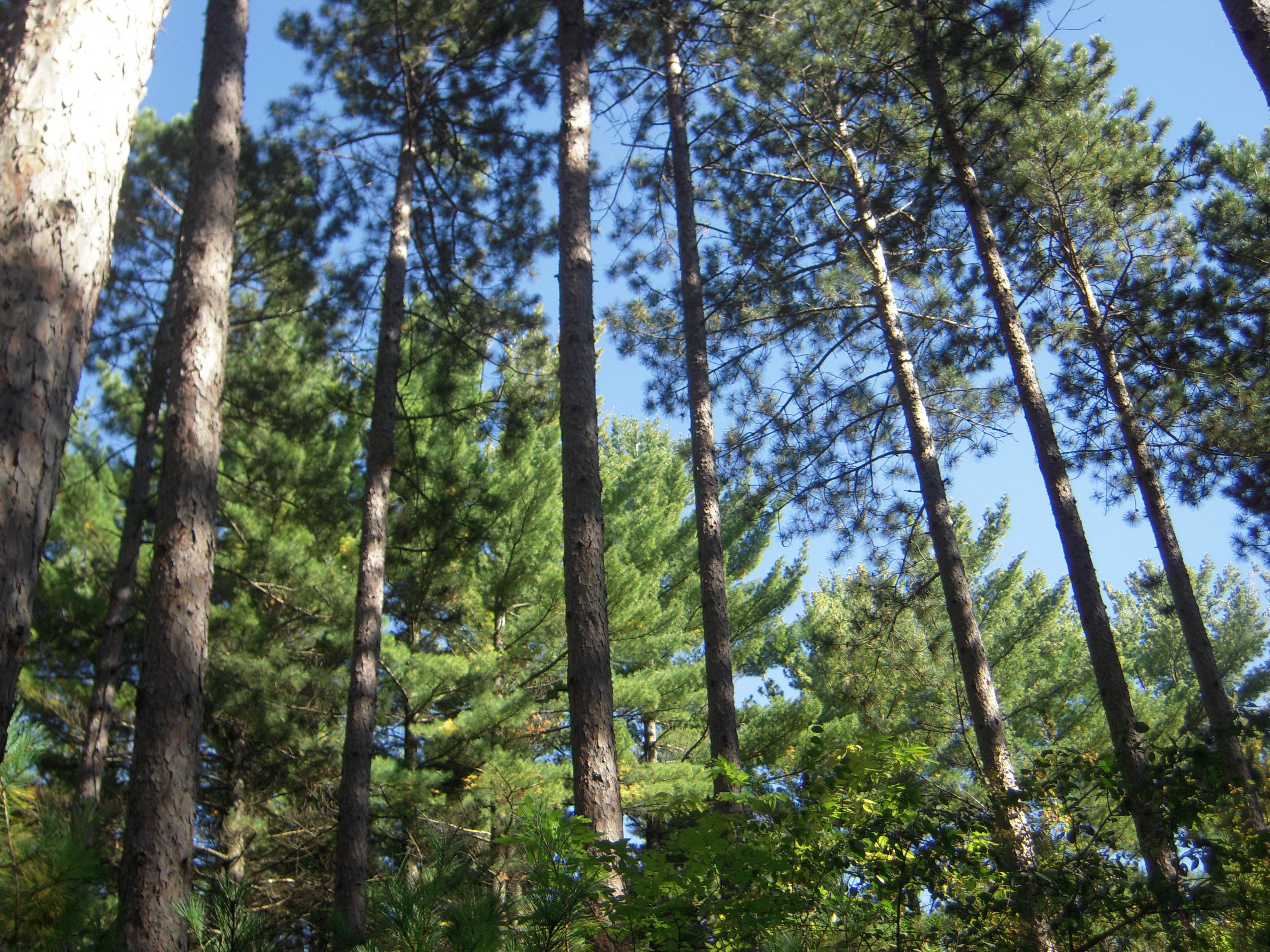 Sand Dunes State Forest