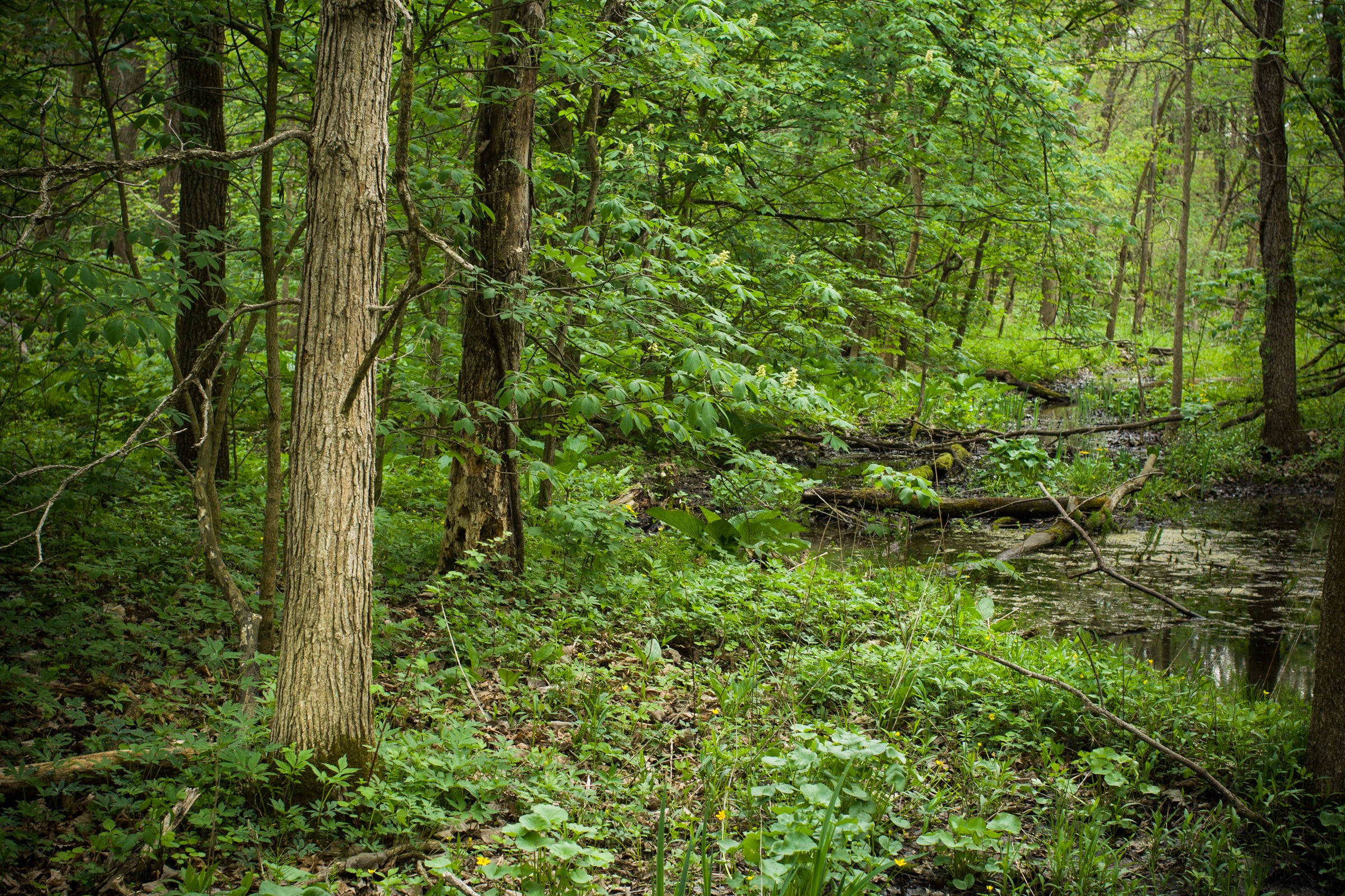Middle Fork State Fish & Wildlife Area