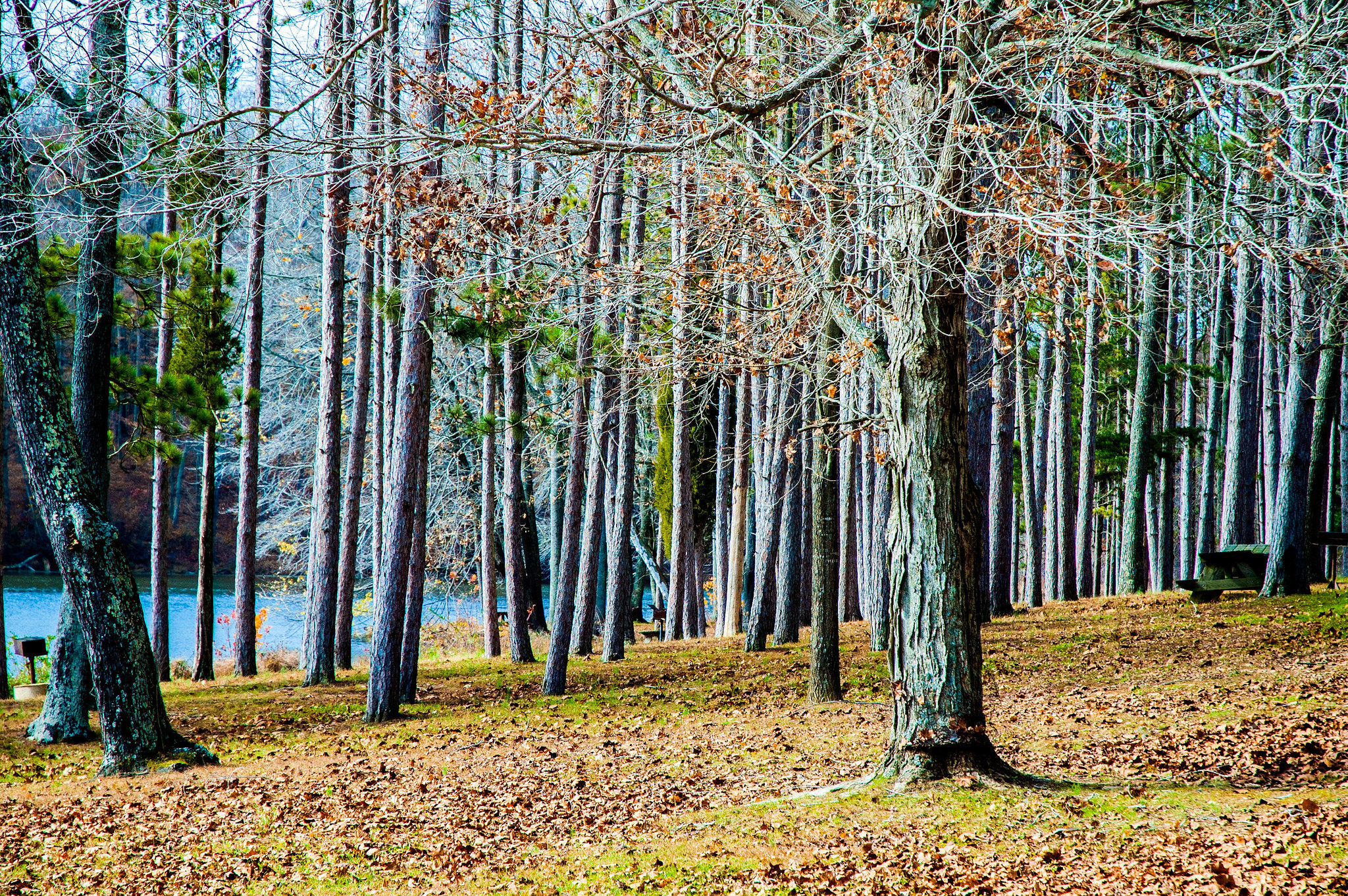 Ferdinand State Forest