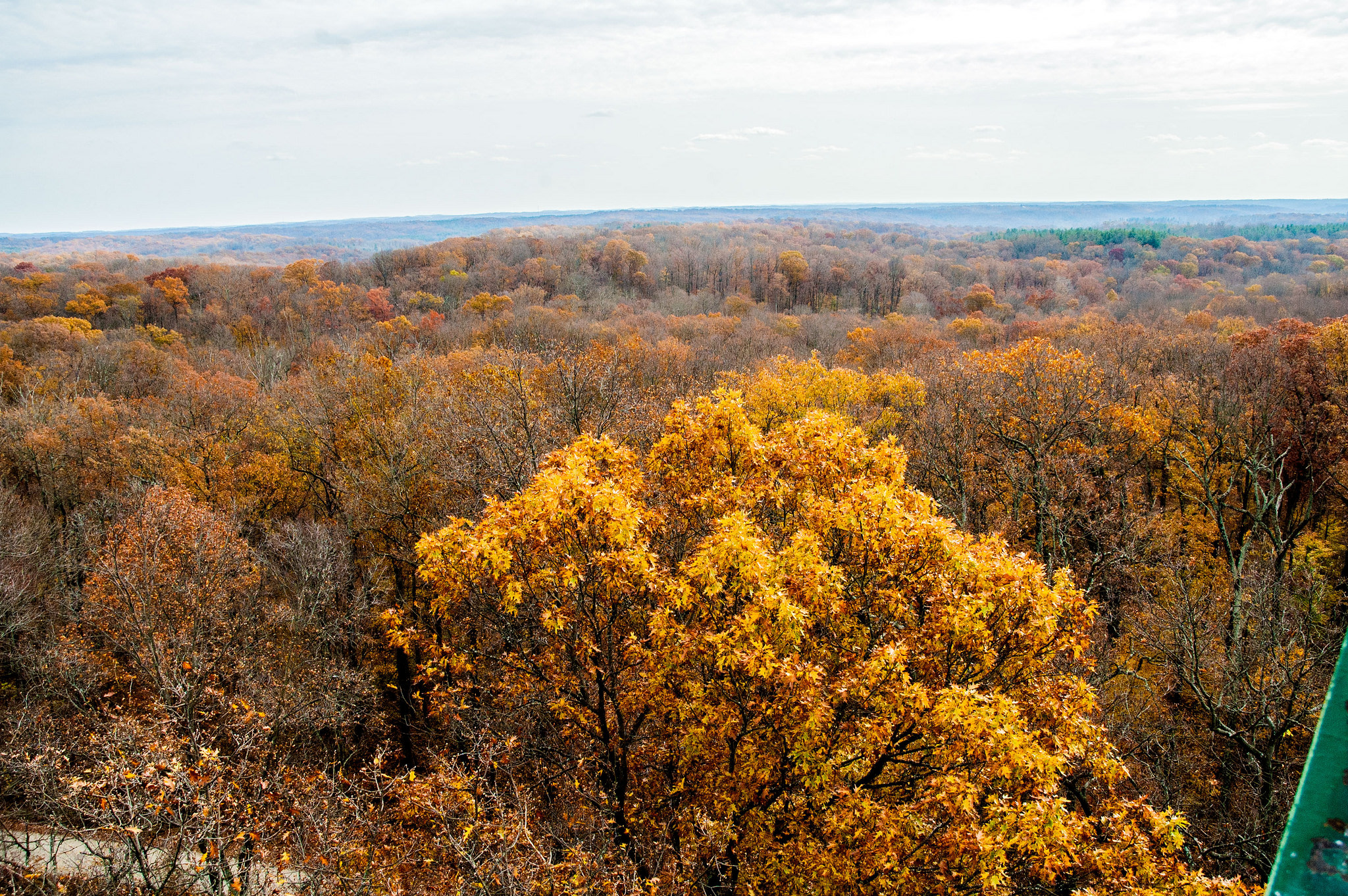 Ferdinand State Forest