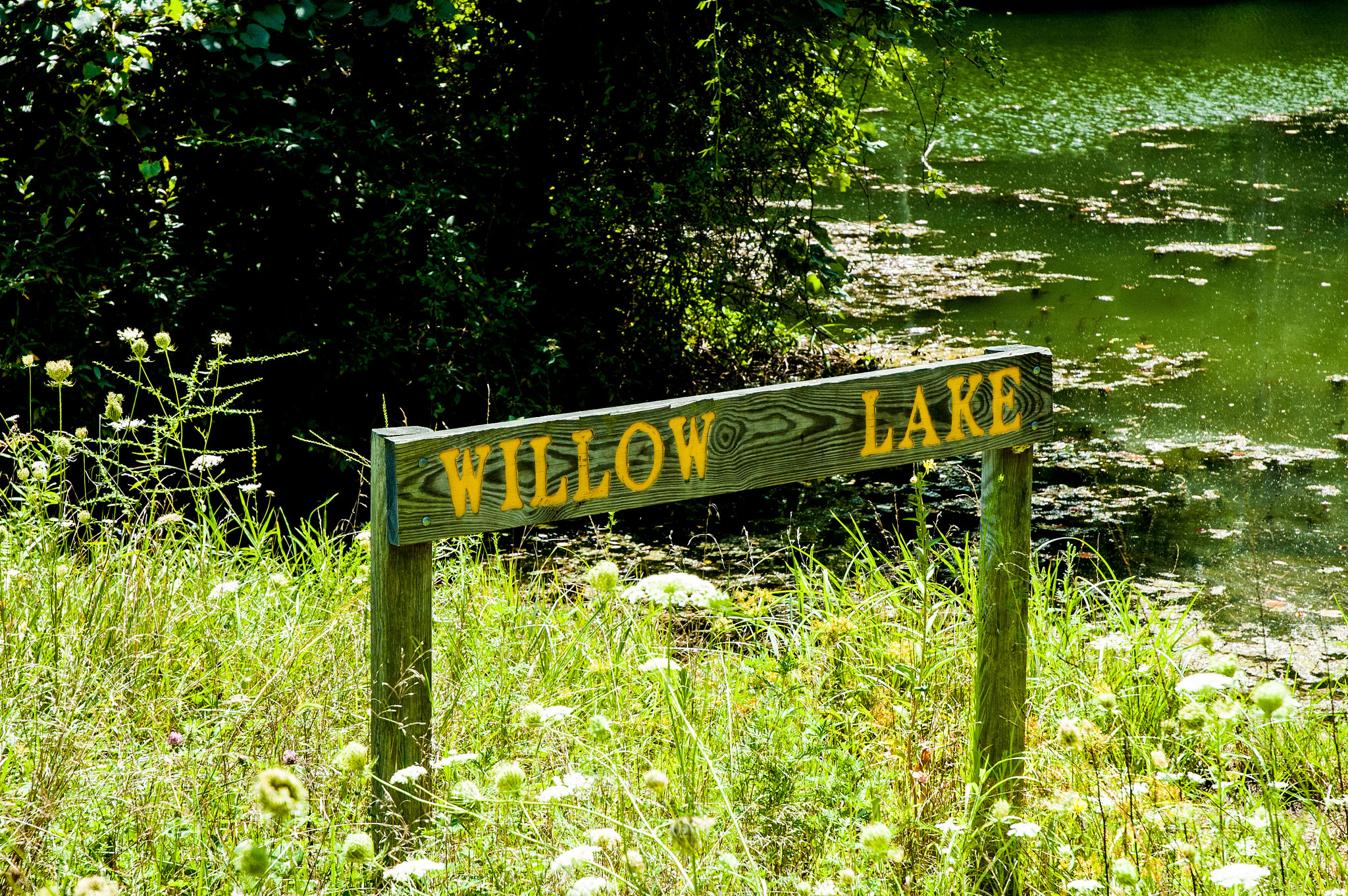 Greene-Sullivan State Forest