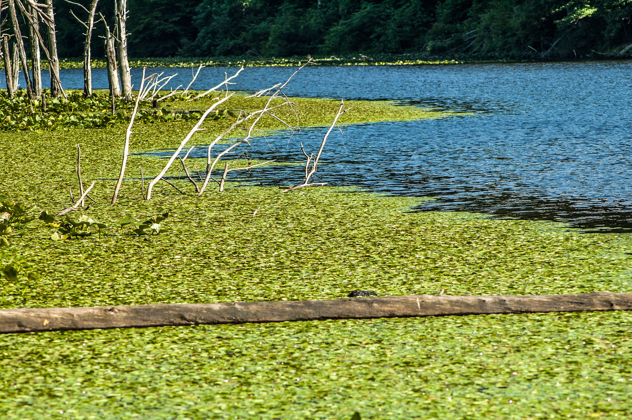 Jackson-Washington State Forest