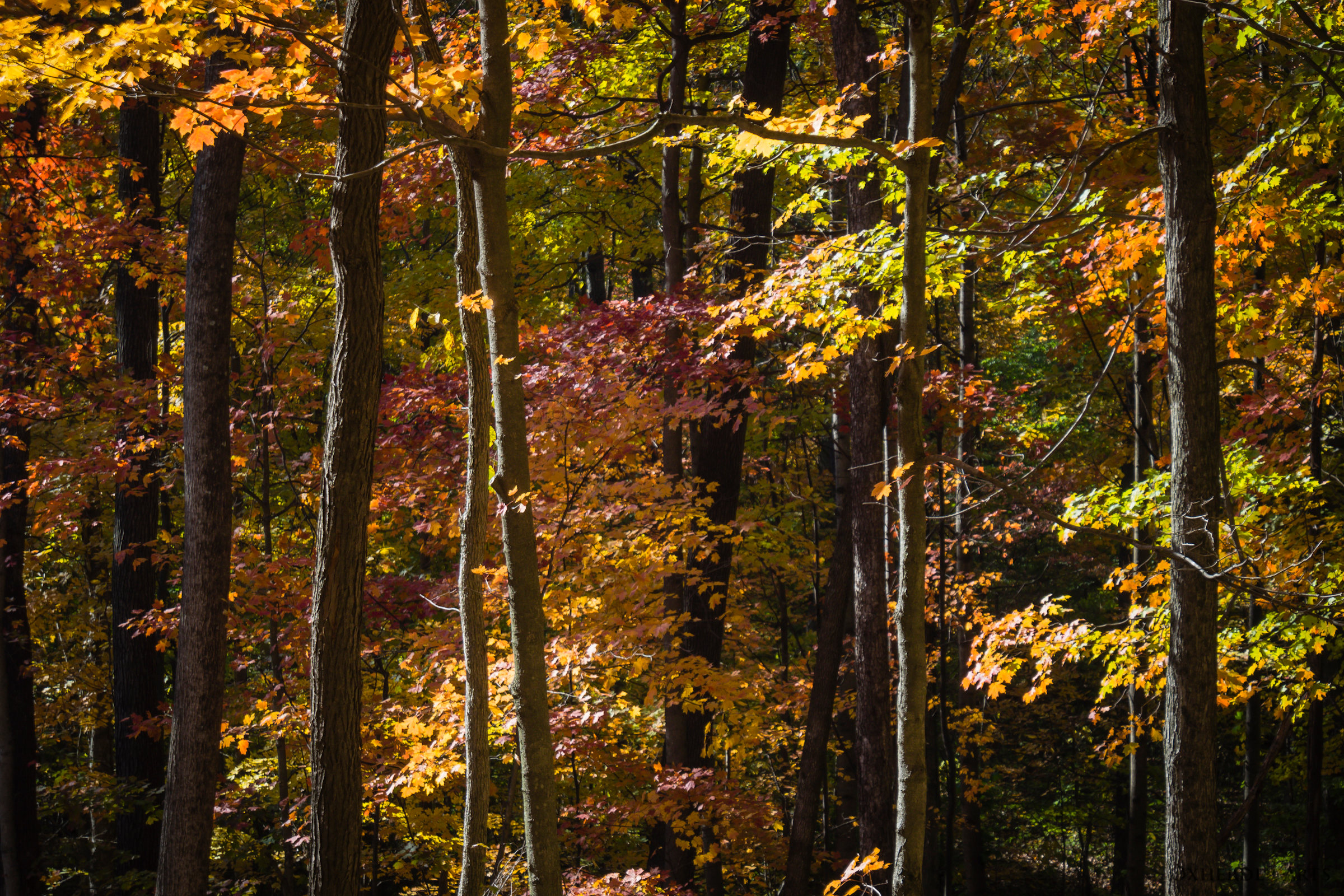 Morgan Monroe State Forest