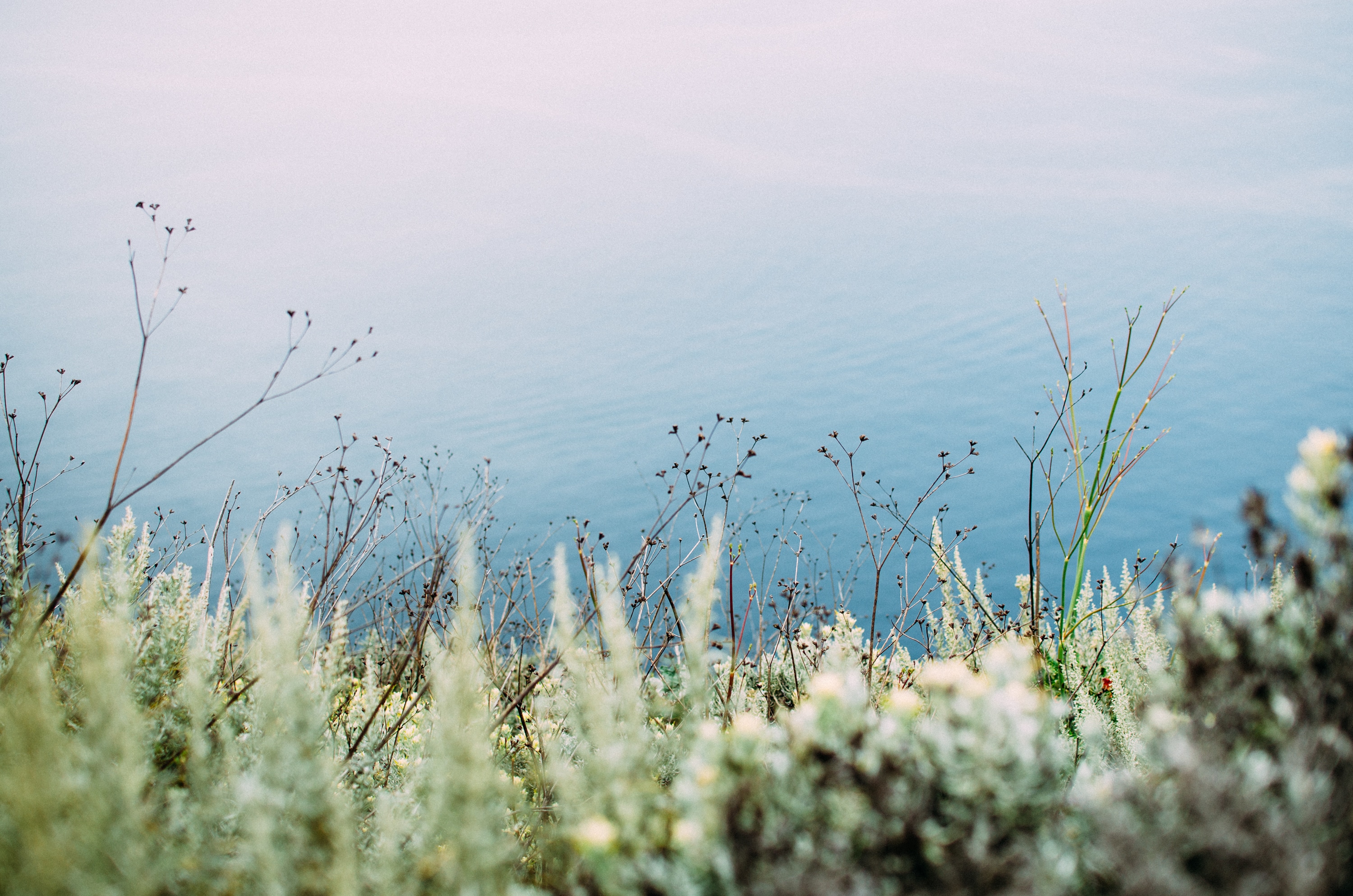 beautiful native plans adorn the ridge line along the coast