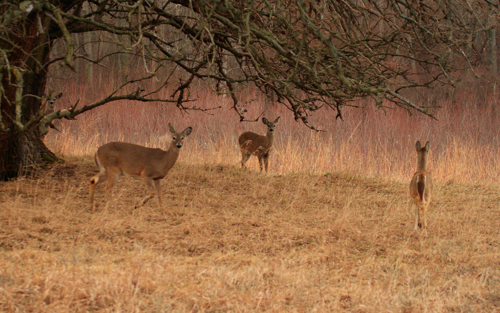 Lake Manawa State Park