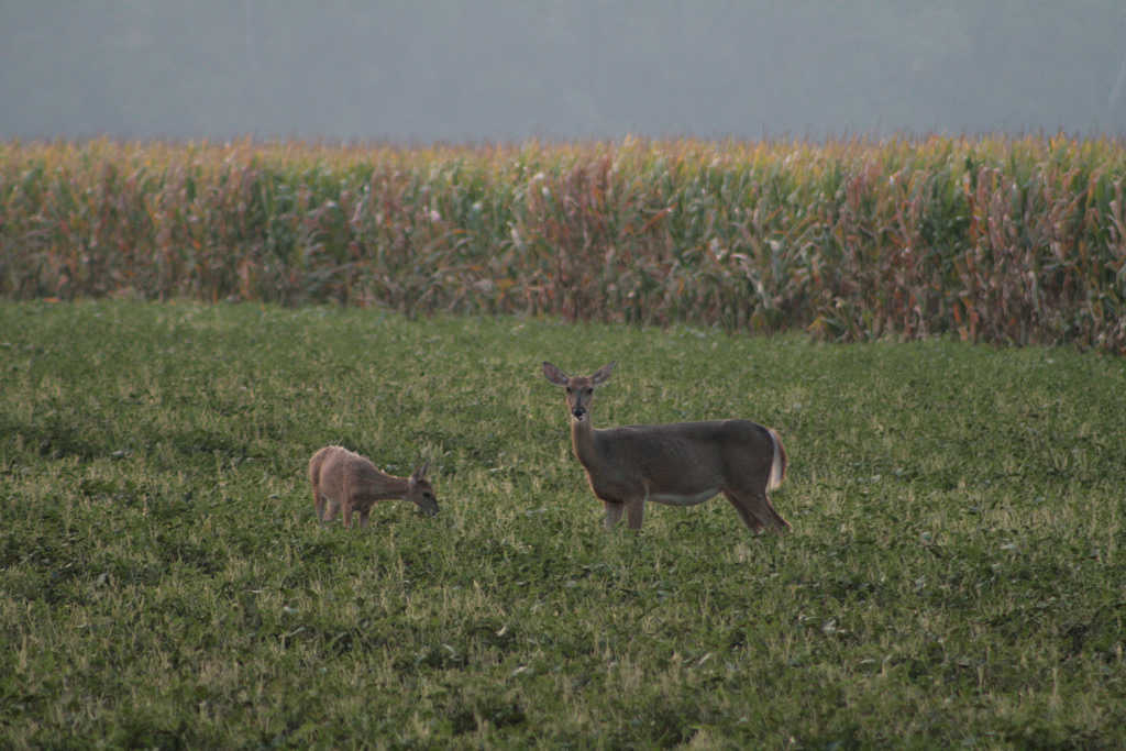 Wilson Island State Recreation Area