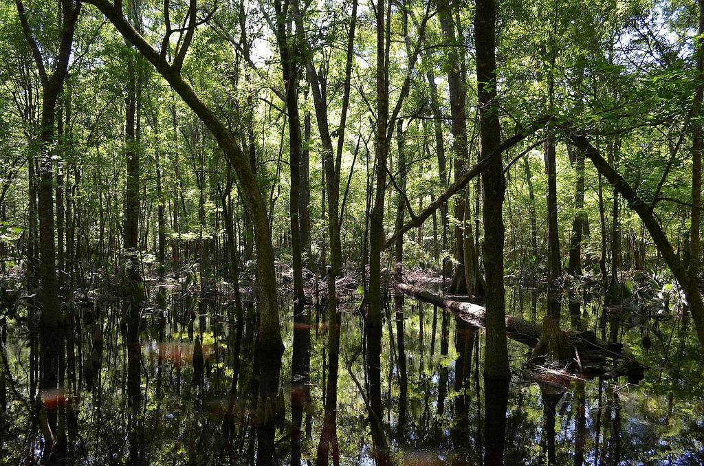 Givhans Ferry Campground