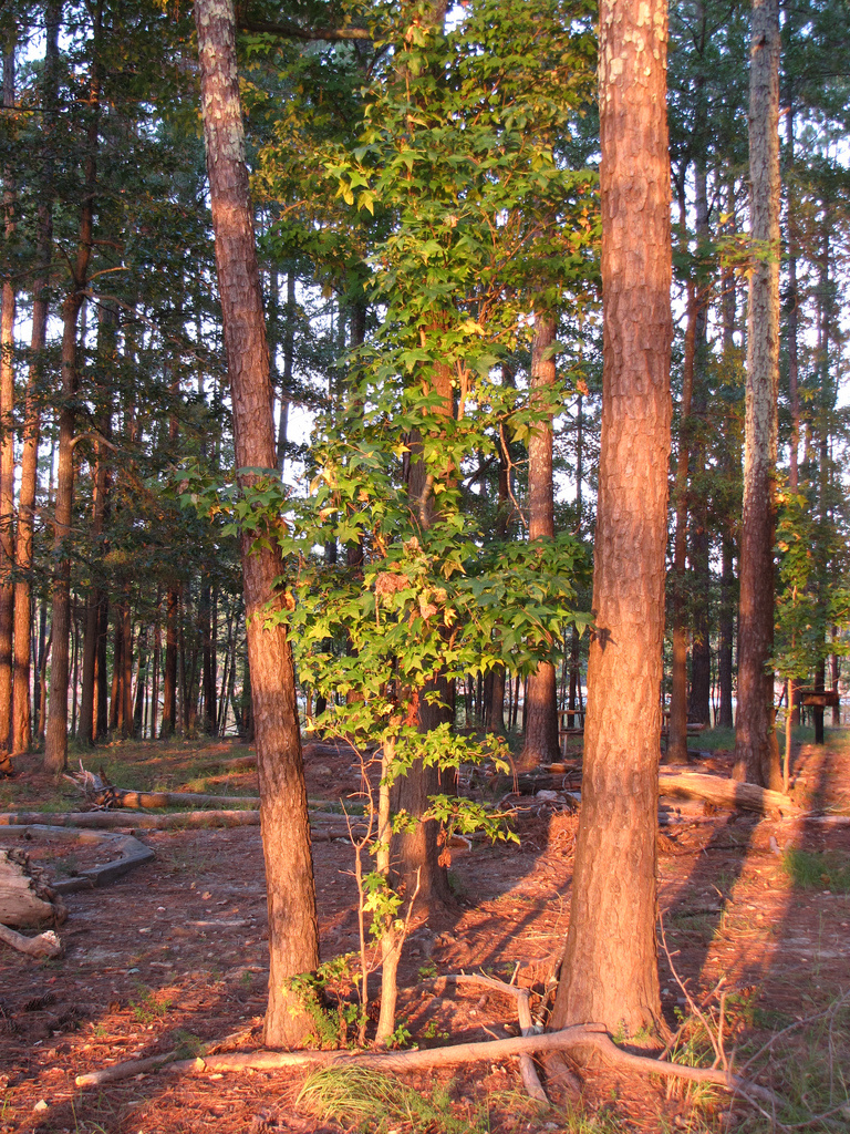 Jones Lake State Park