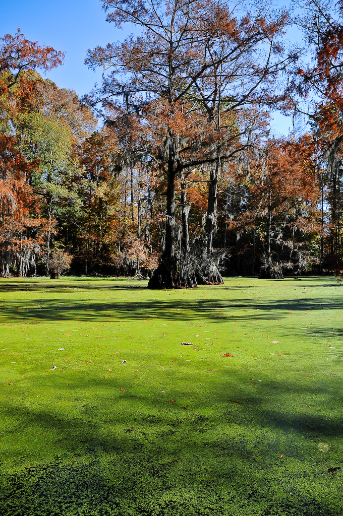 Merchants Millpond Campground