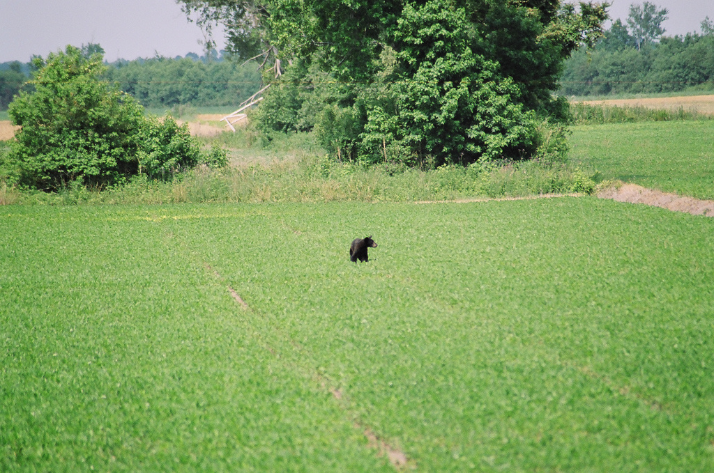 Pettigrew Campground