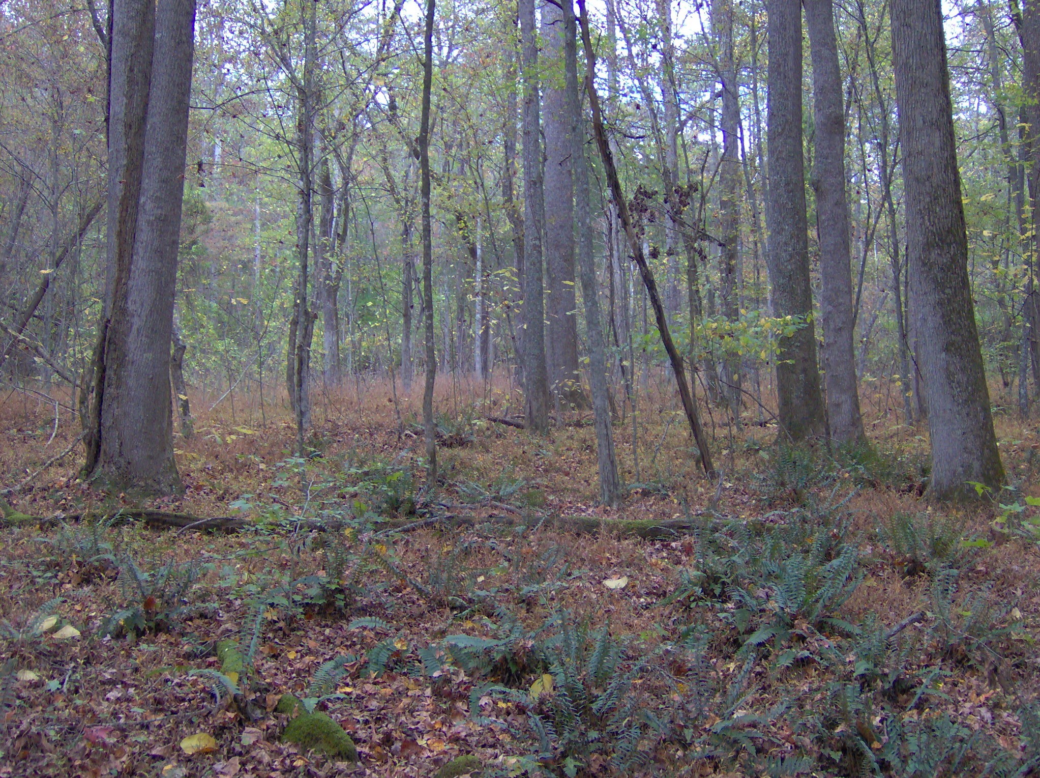 Big Ridge State Park
